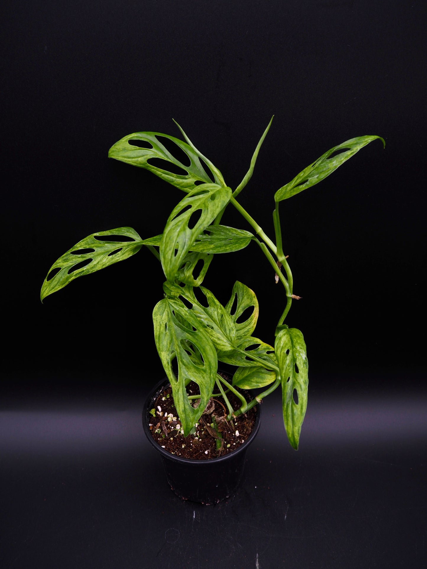 Monstera Adansonii Marbre indonésien
