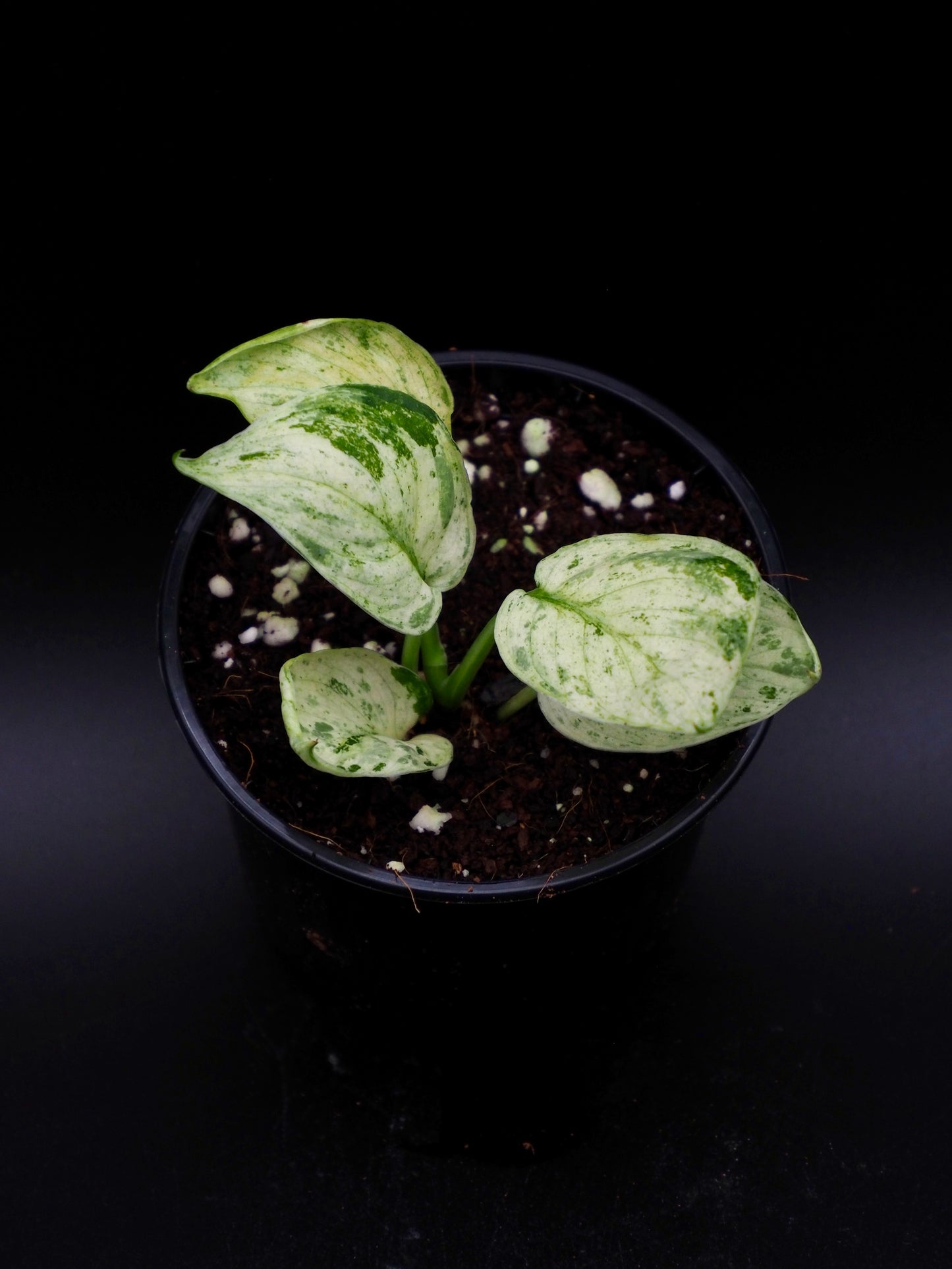 Scindapsus Jade Satin Marble
