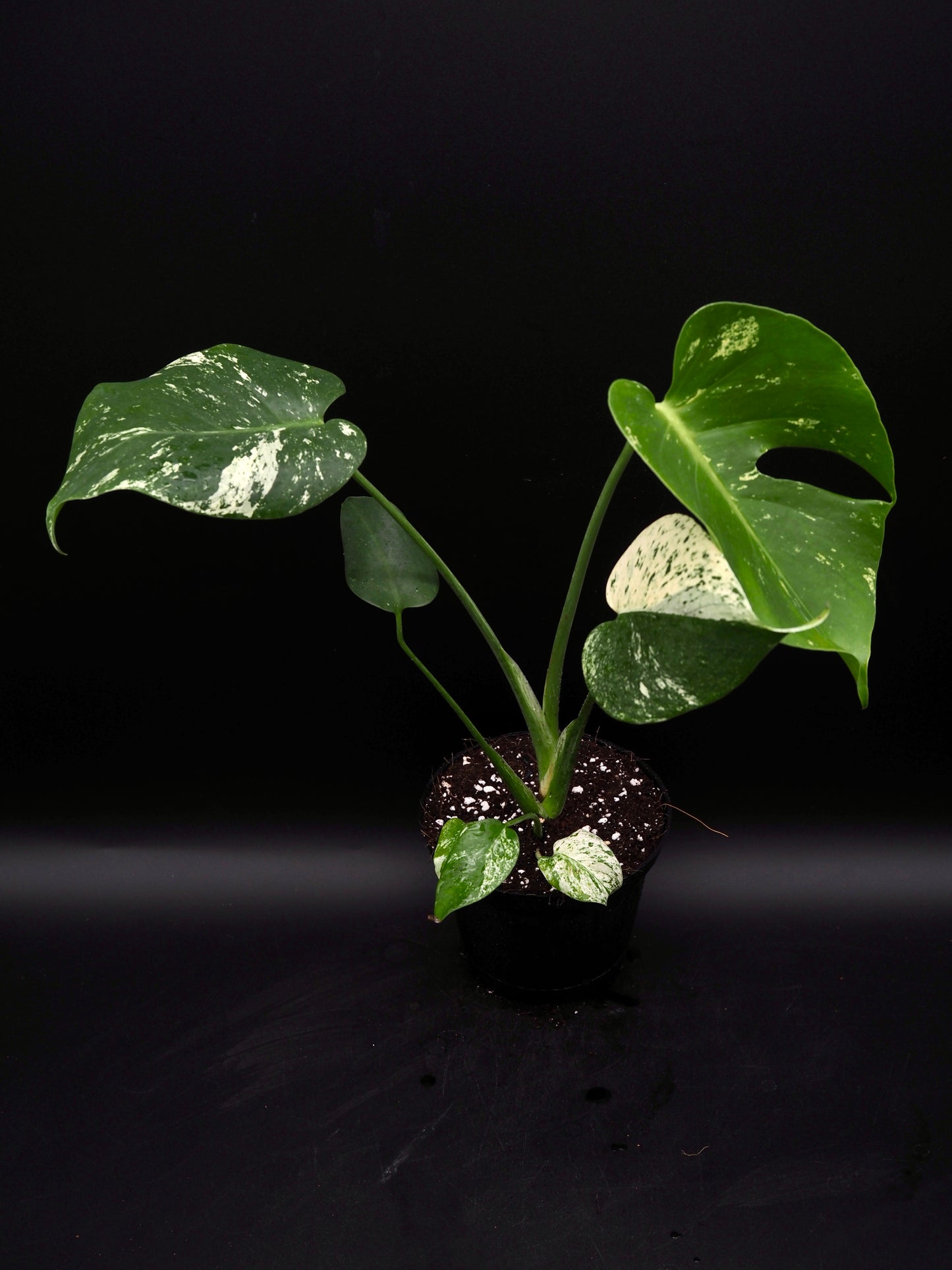 Monstera Deliciosa Monstre Blanc