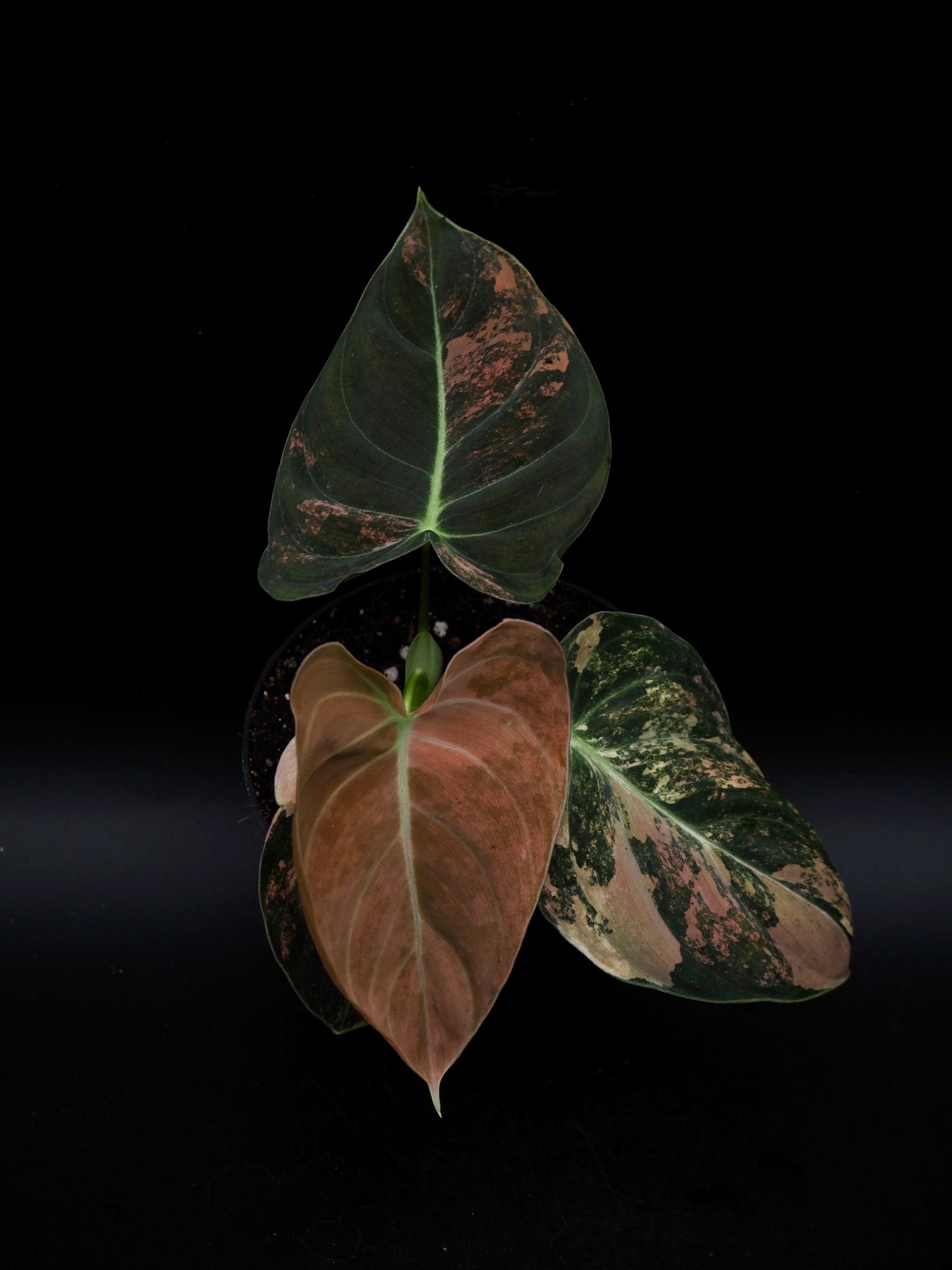 Philodendron Melanochrysum Bonfire