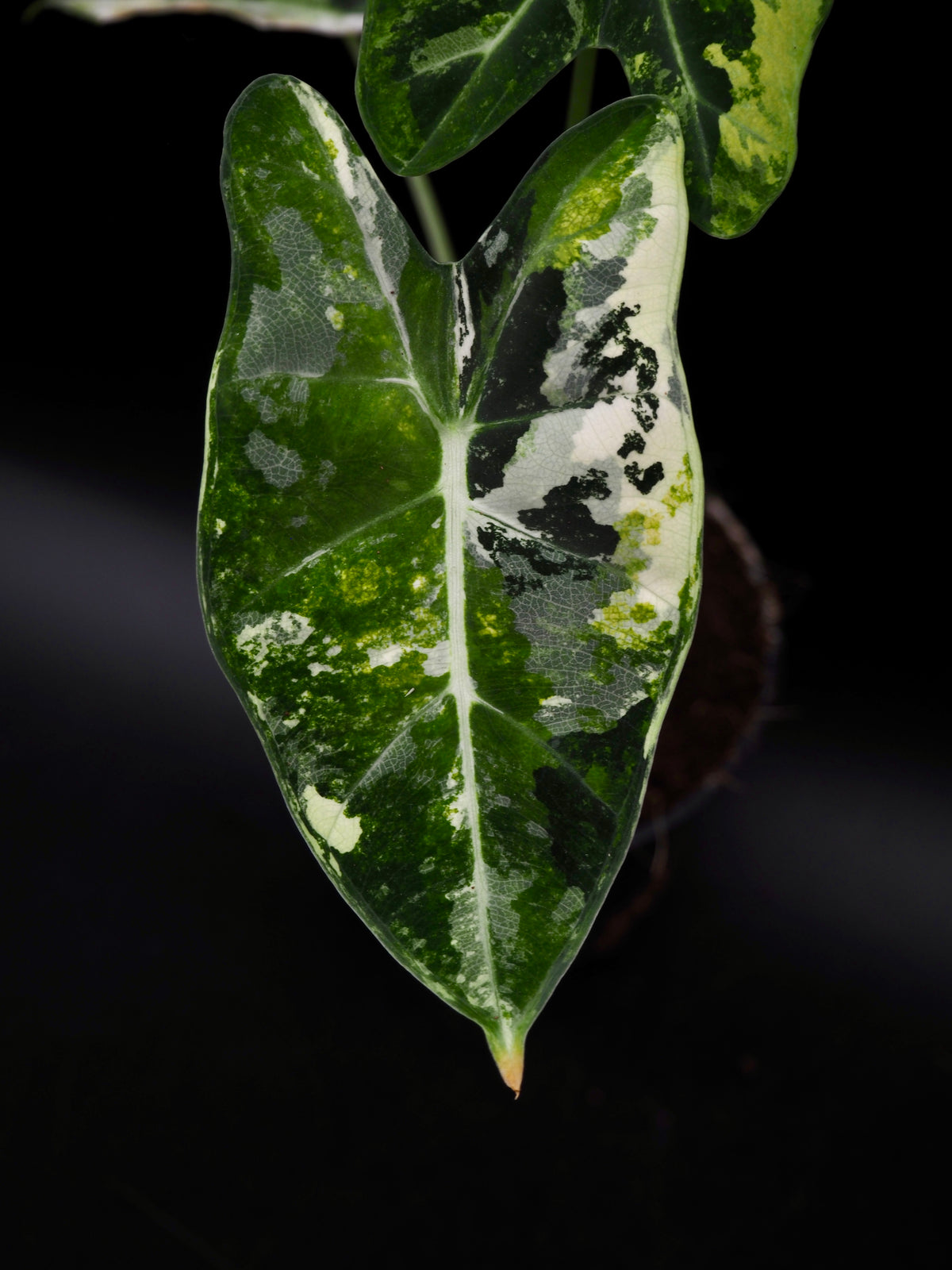Alocasia Frydek Tricolor
