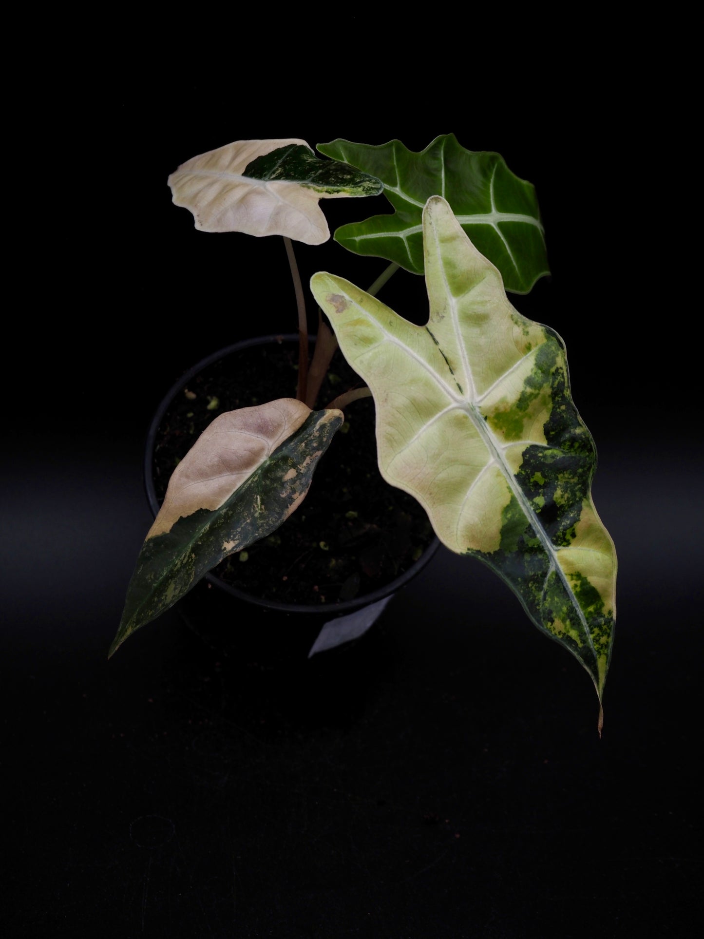 Alocasia Sanderiana Bull Aurea