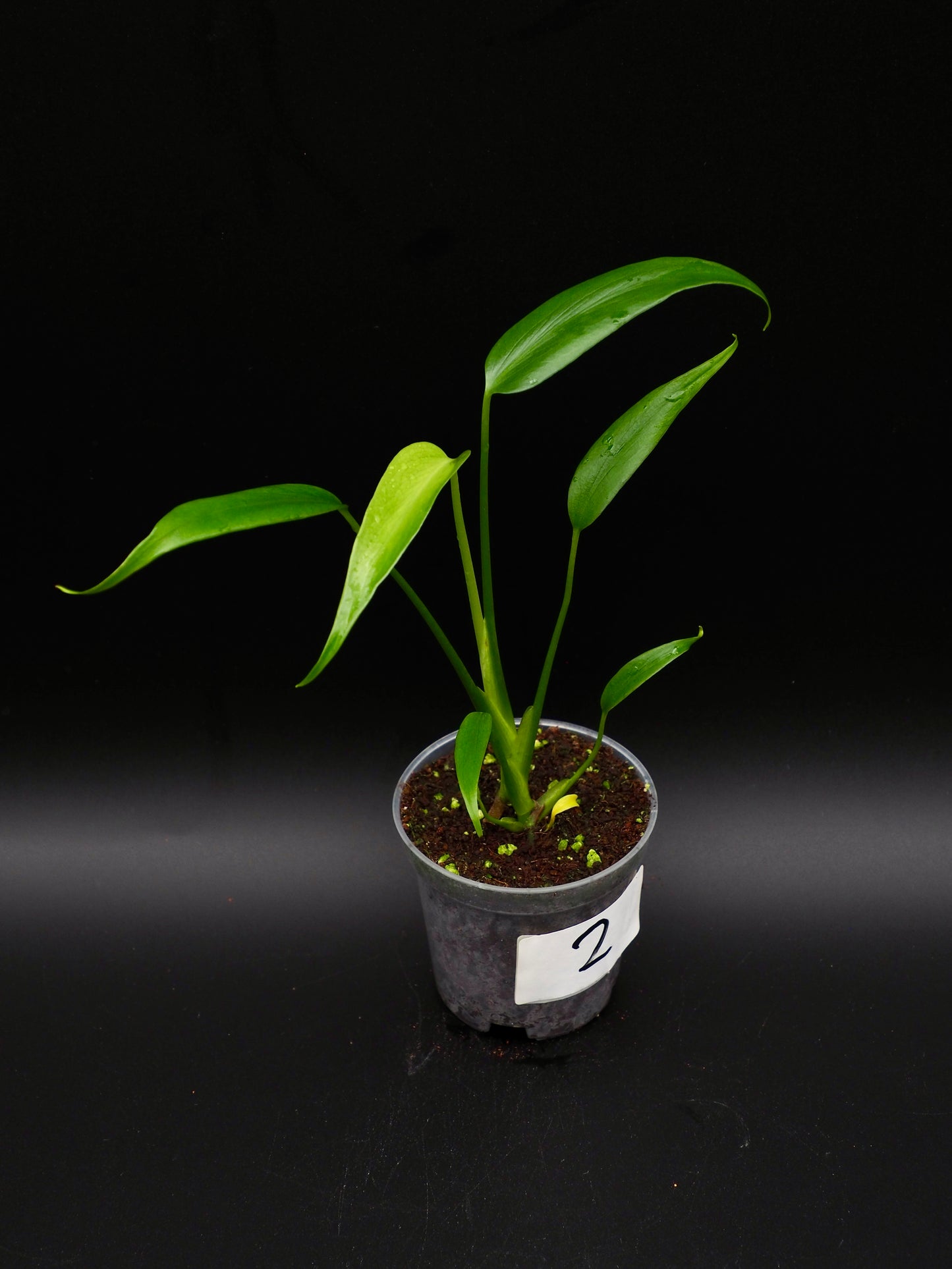 Monstera Burle Marx Flame