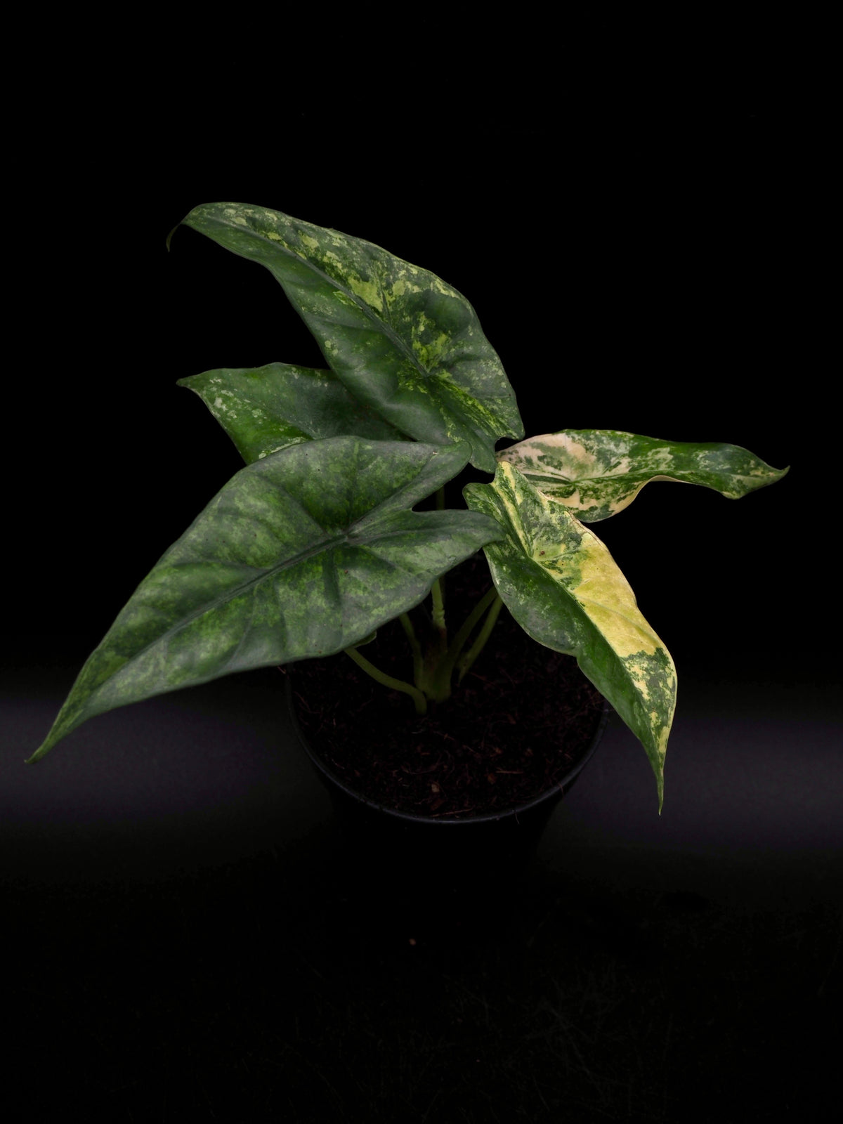 Alocasia Simpo Aurea