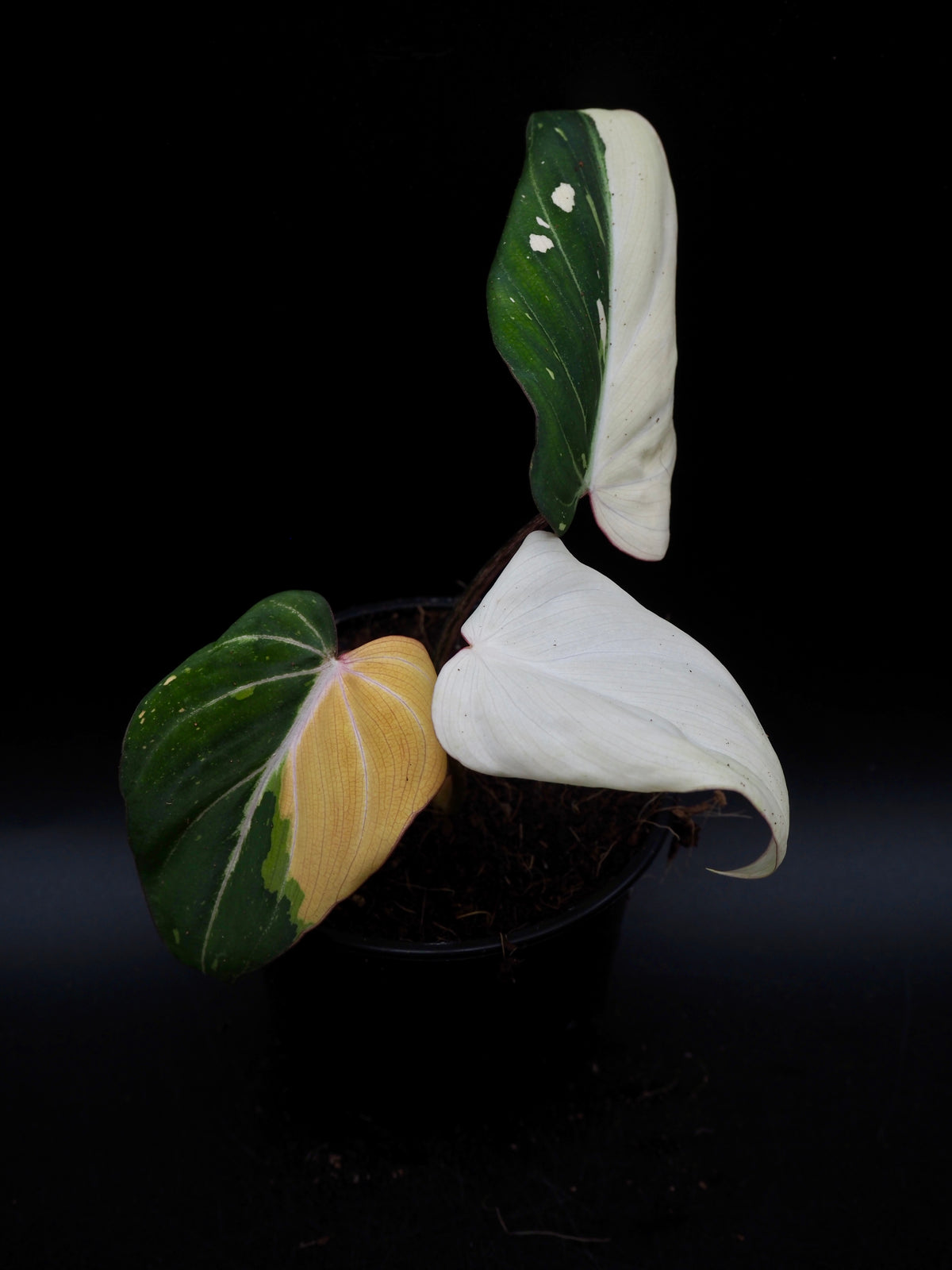 Philodendron Gloriosum Tricolor