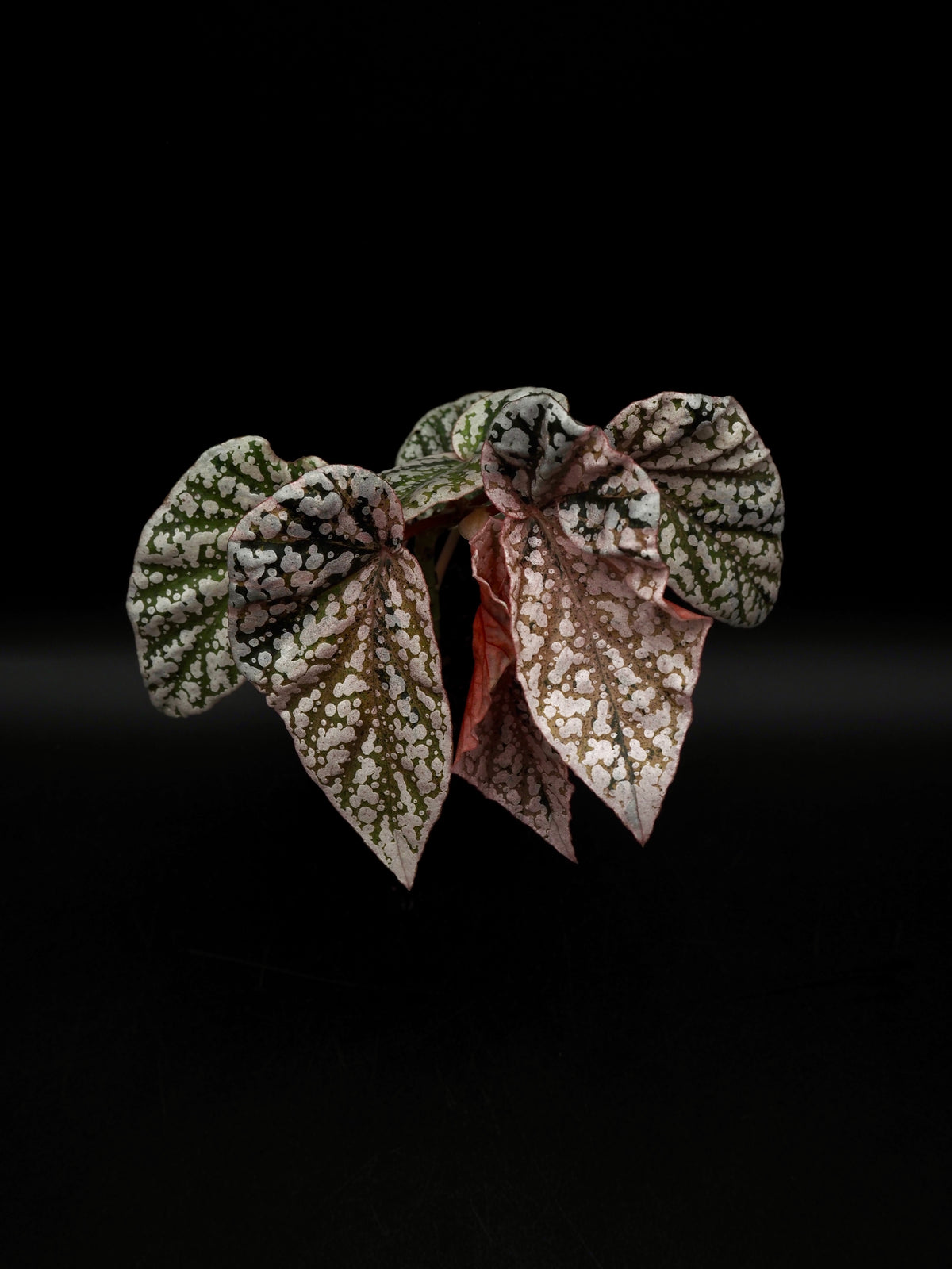 Begonia Snow capped variegata