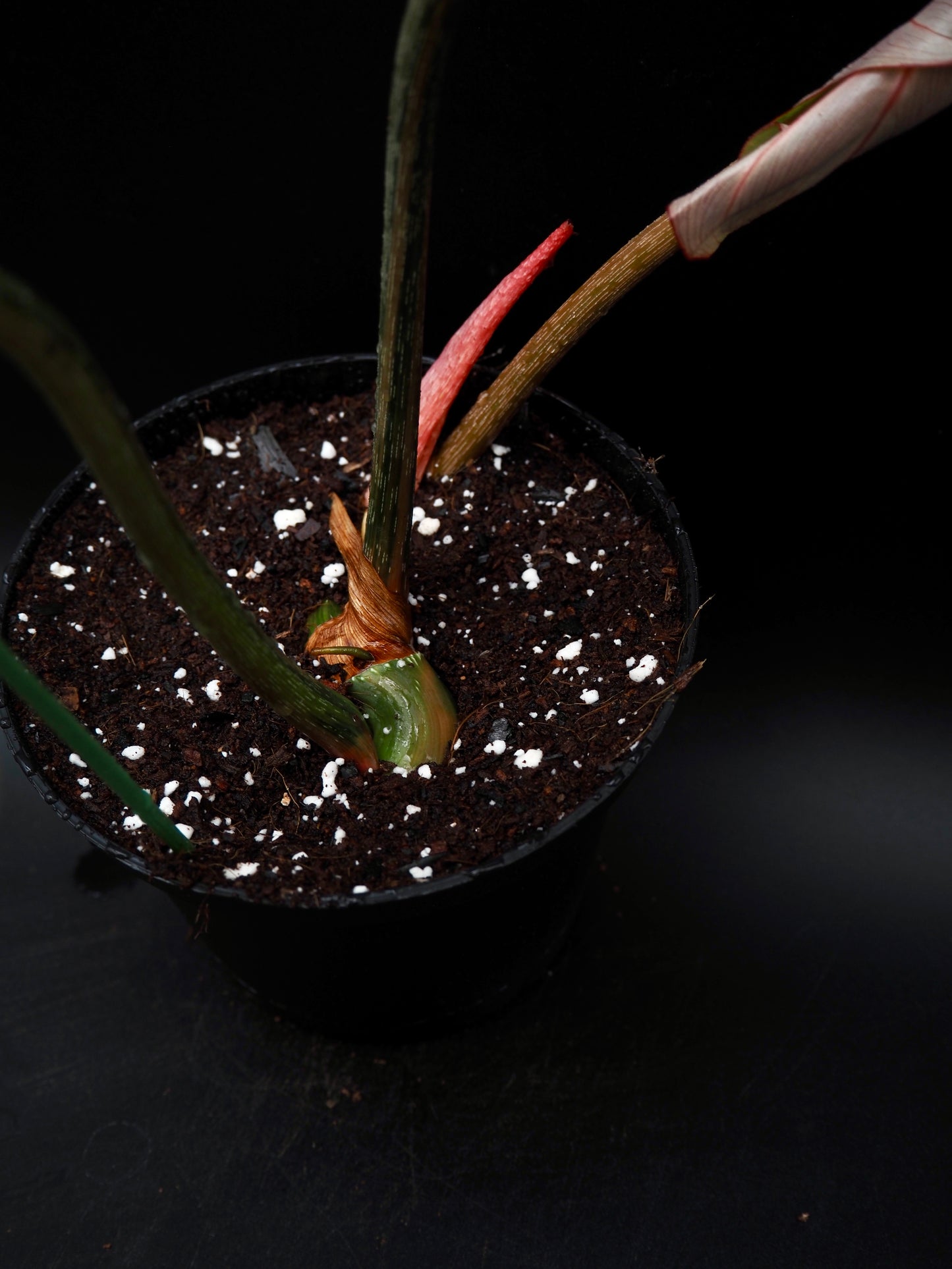 Philodendron Gloriosum Aurea