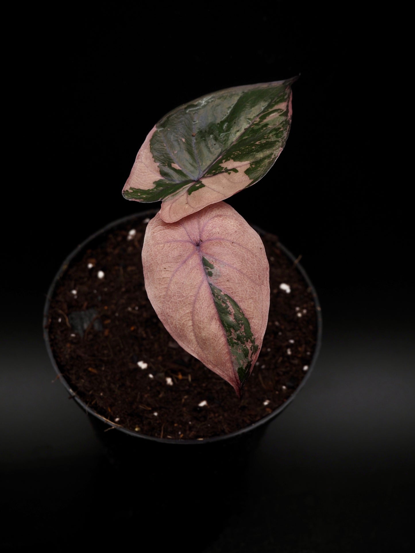 Alocasia Serendipity Variegata