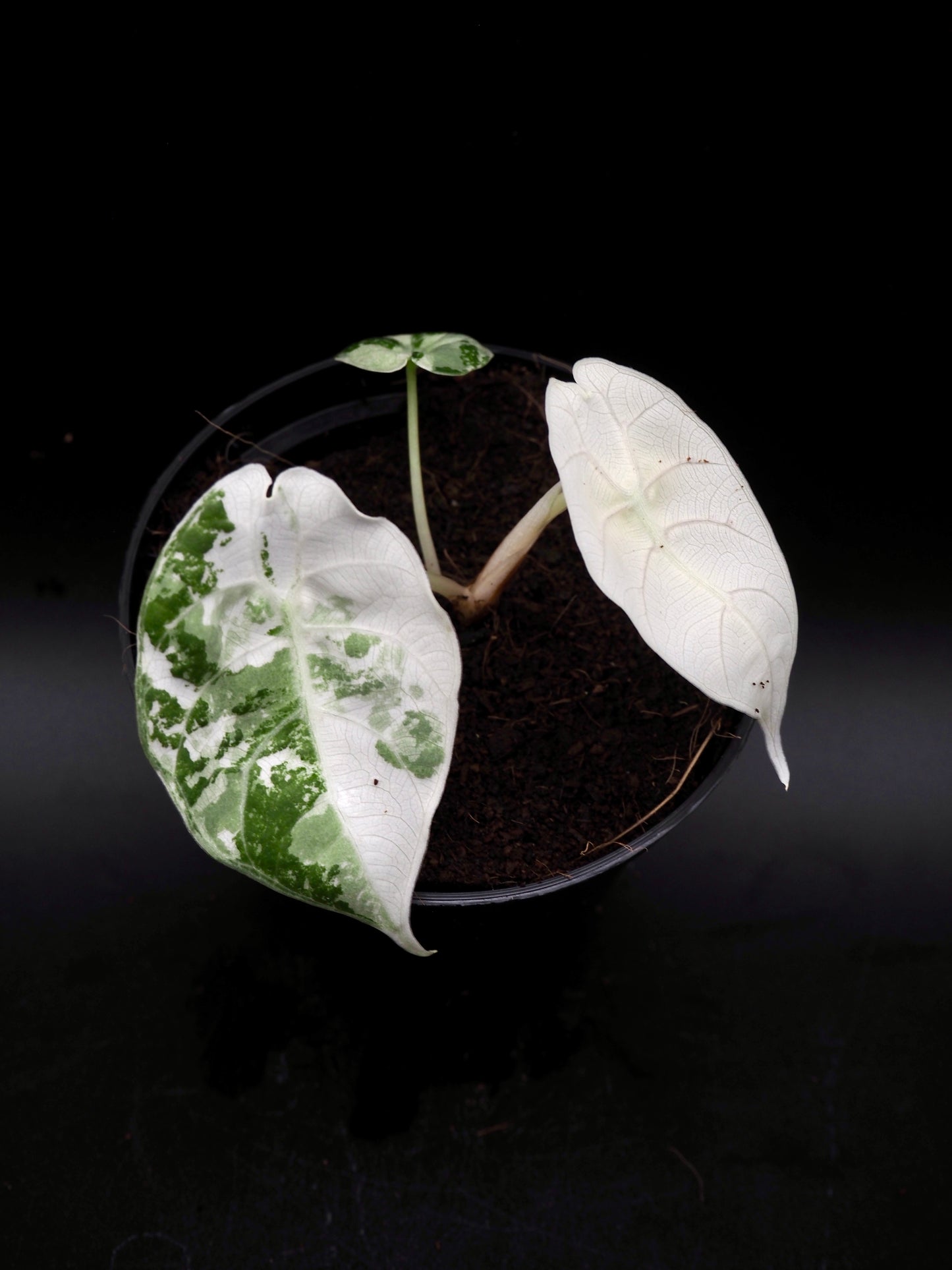 Alocasia Watsoniana Doff Albo/Pink