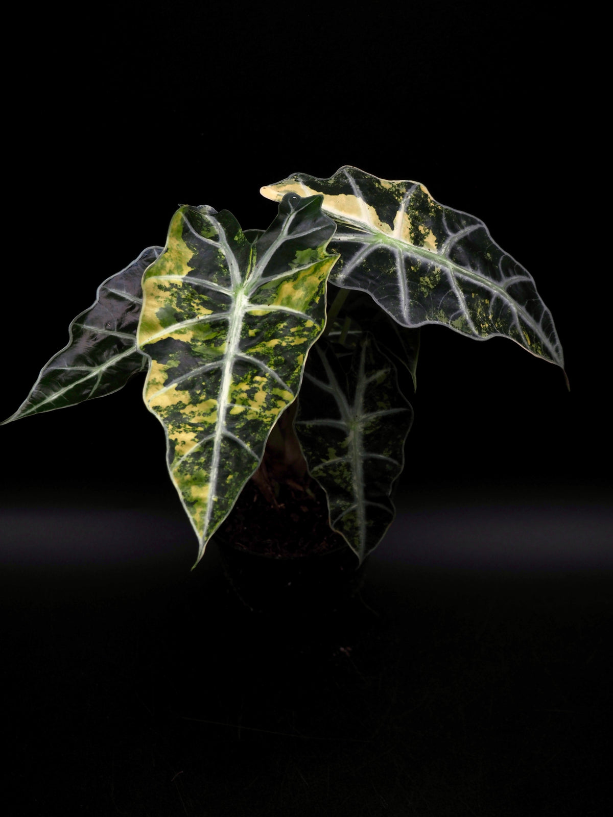 Alocasia Polly Aurea