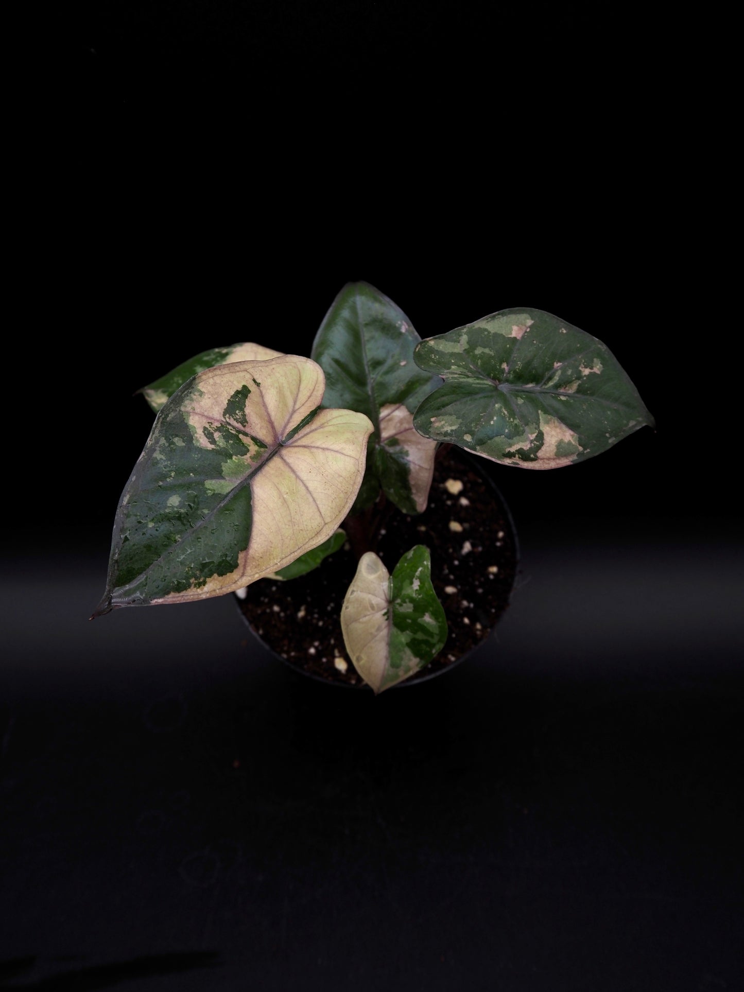 Alocasia Yucatan Princess Pink