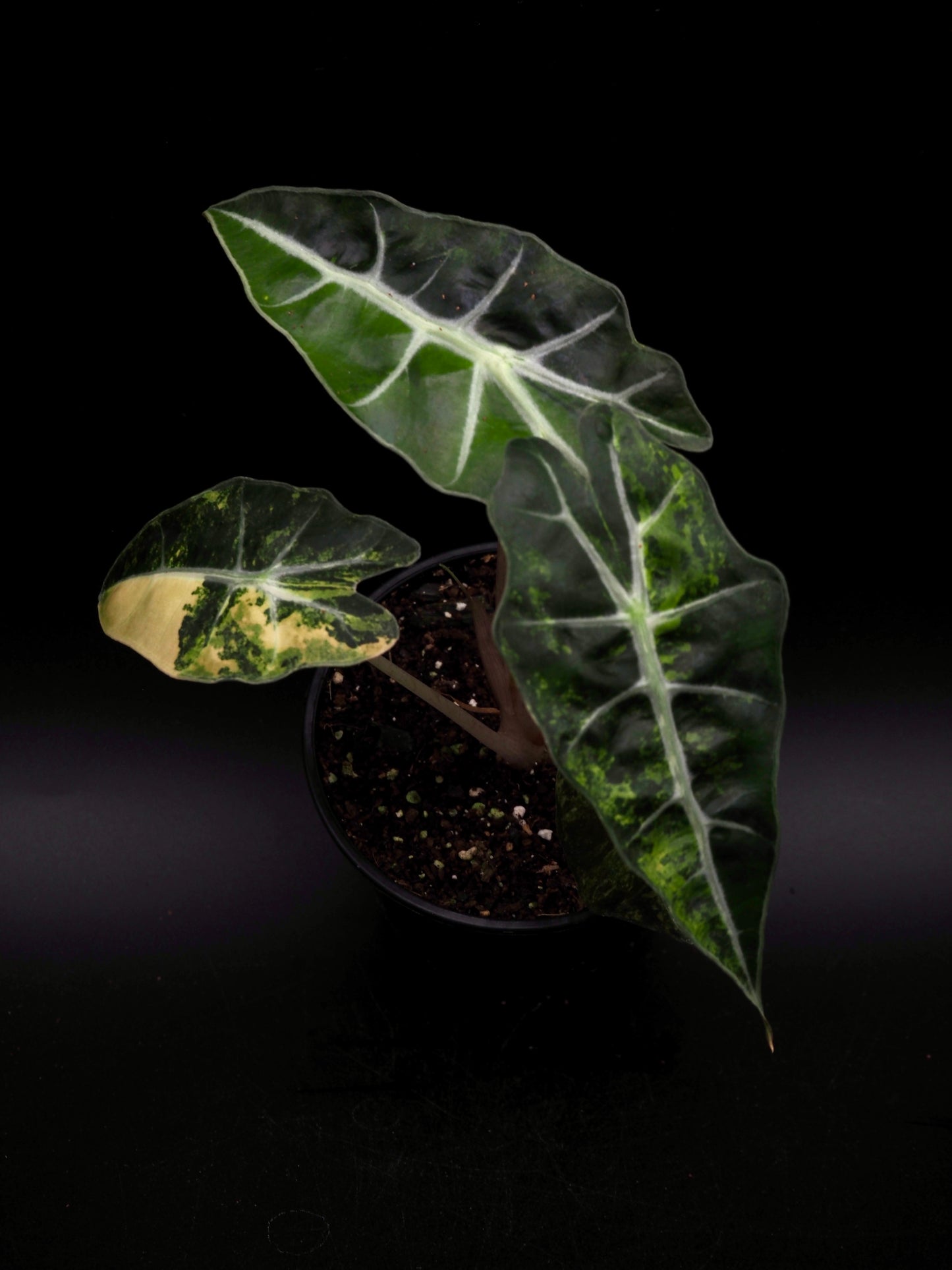 Alocasia Polly Aurea