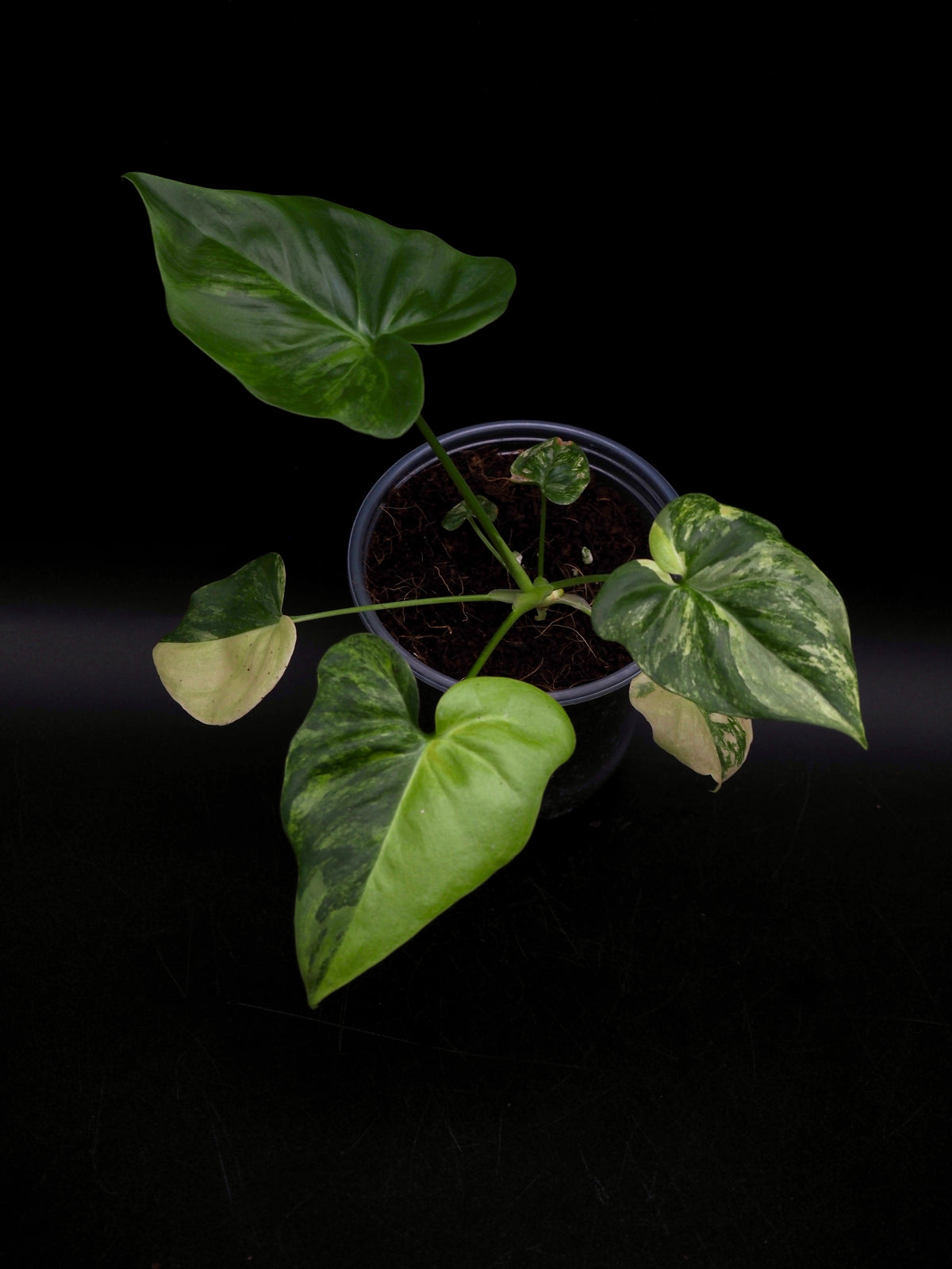 Philodendron Angela African Fantasy Variegata