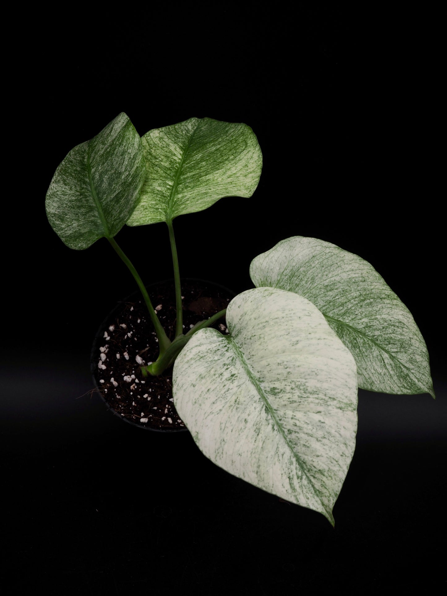 Monstera Jungle Full Mint