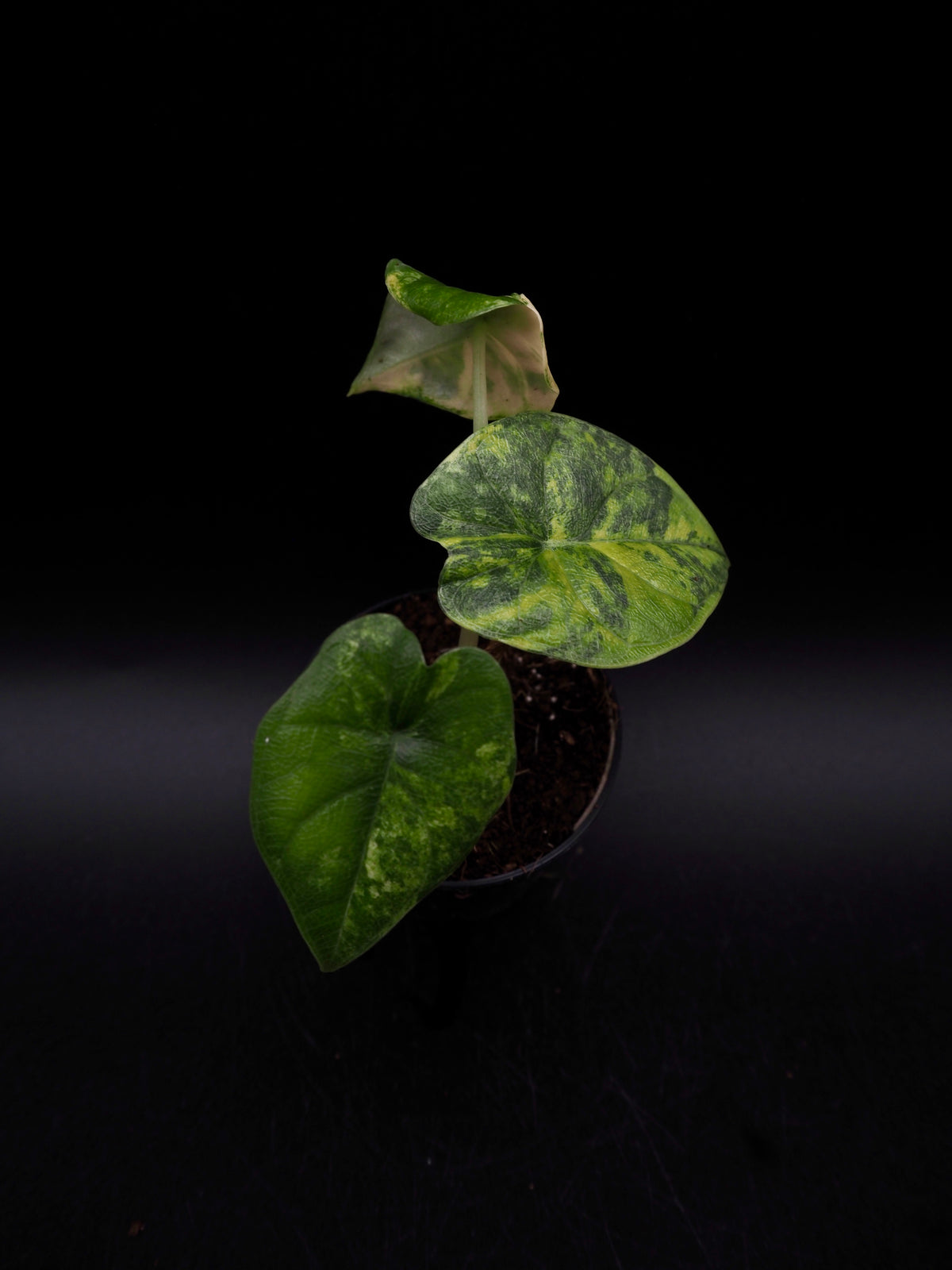 Alocasia Melo Aurea