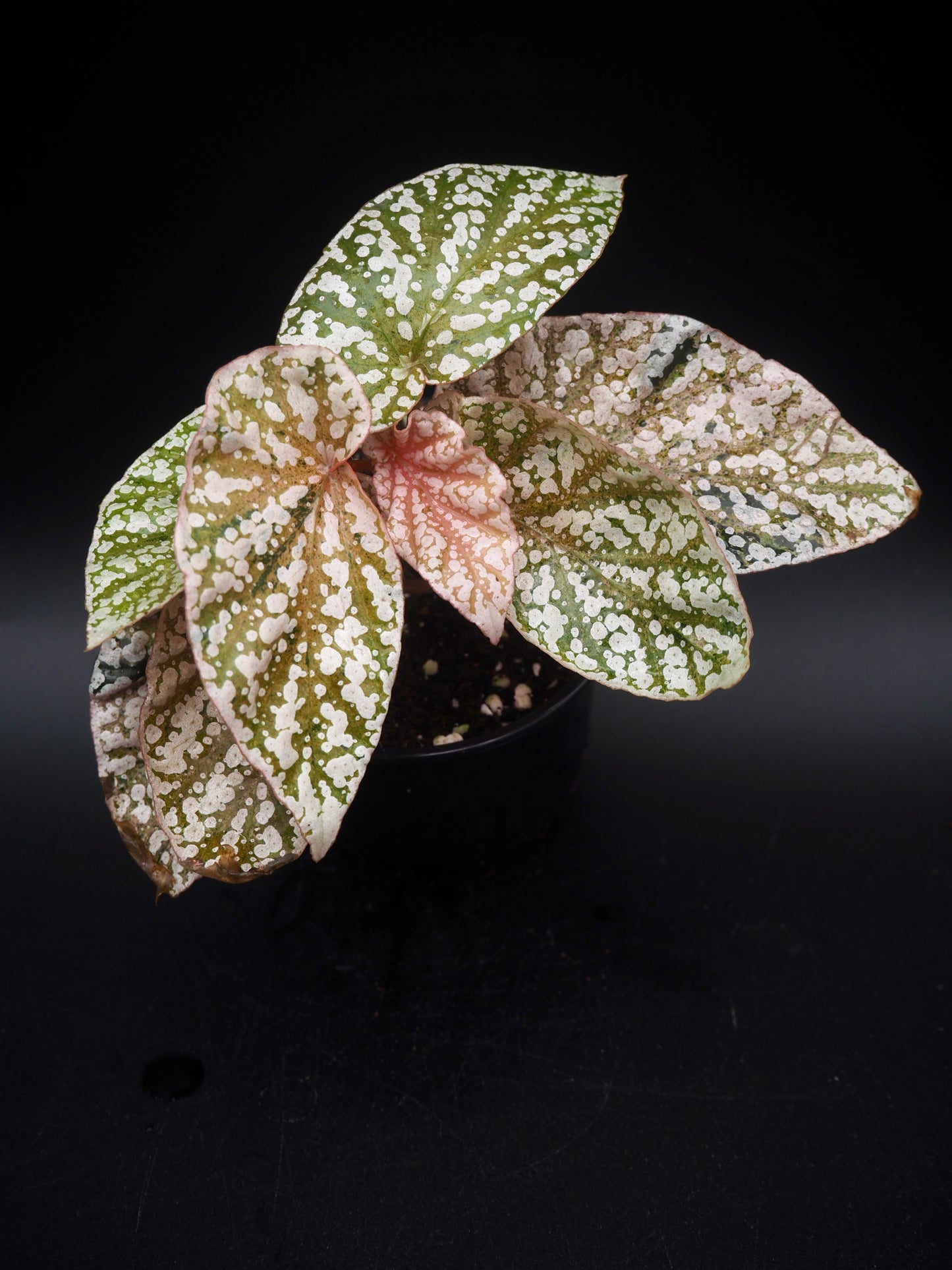 Bégonia variegata aux sommets enneigés
