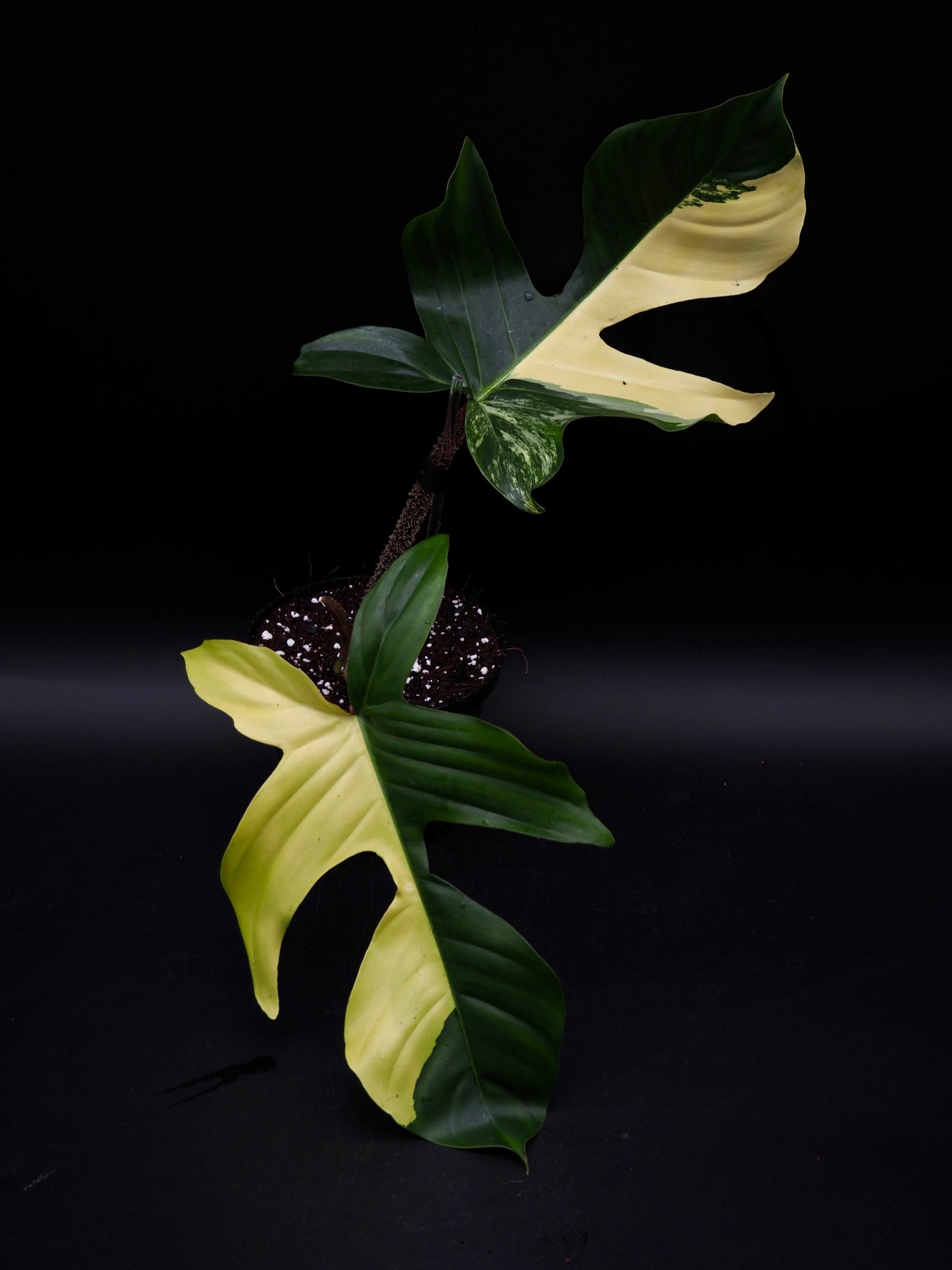 Philodendron Squamiferum Aurea Variegata