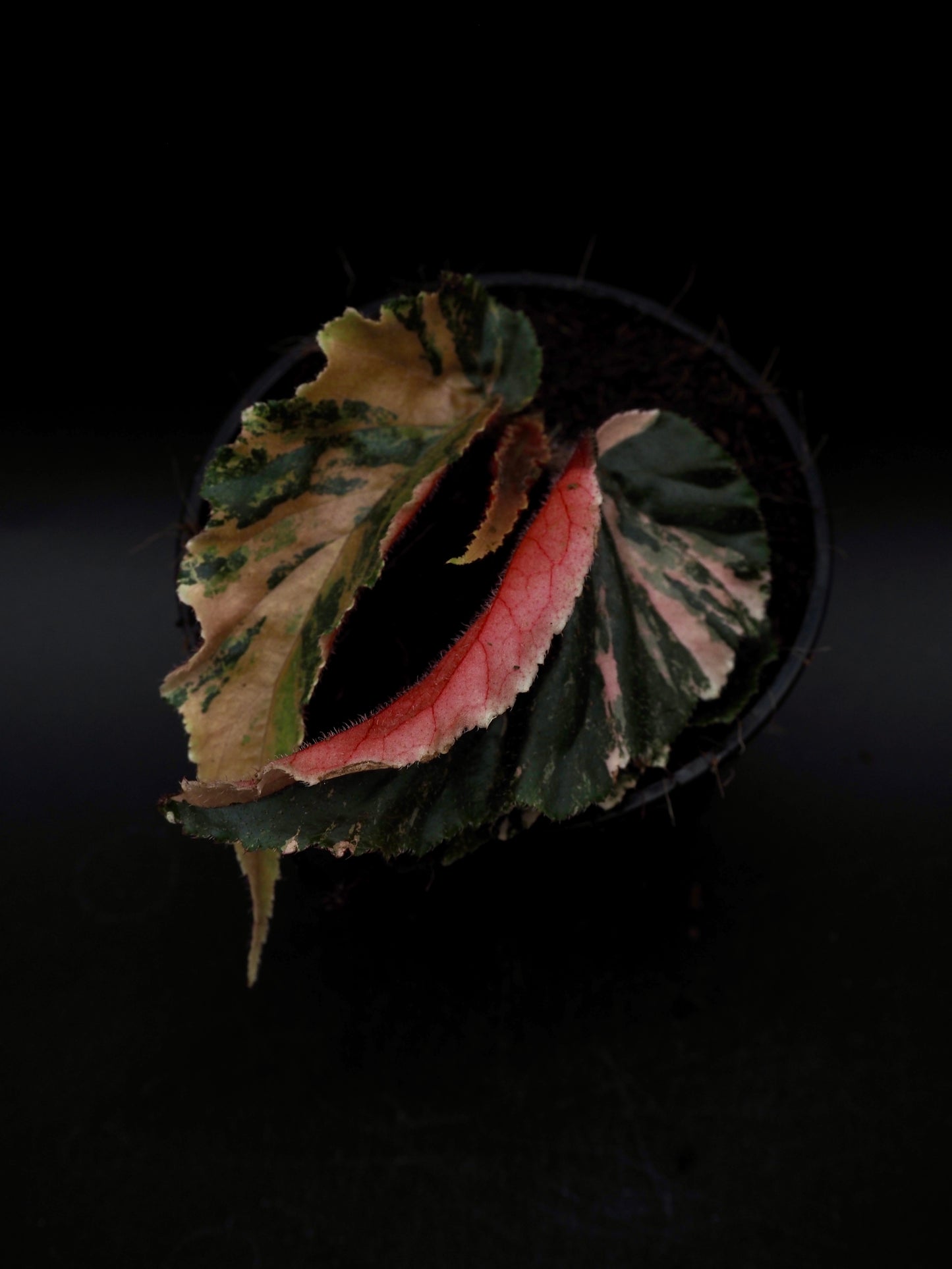 Begonia Ginny Galaxy