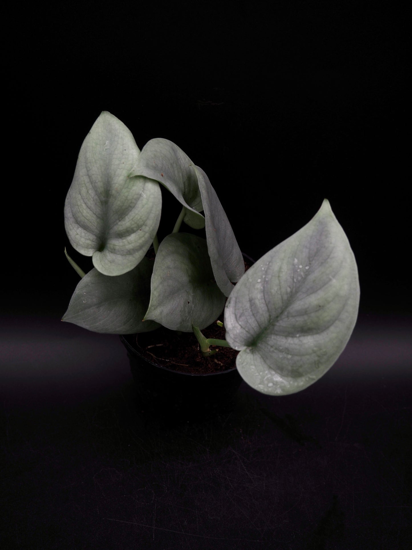 Scindapsus Platine