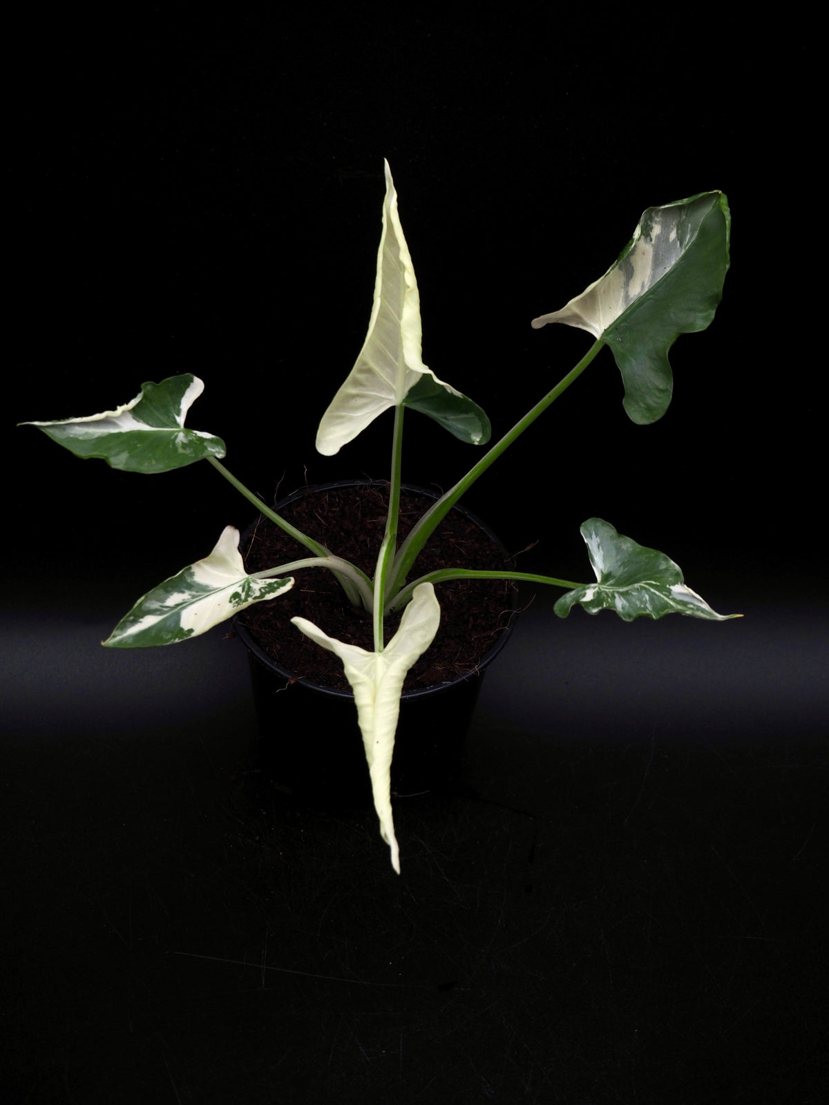 Alocasia Triangularis Albo