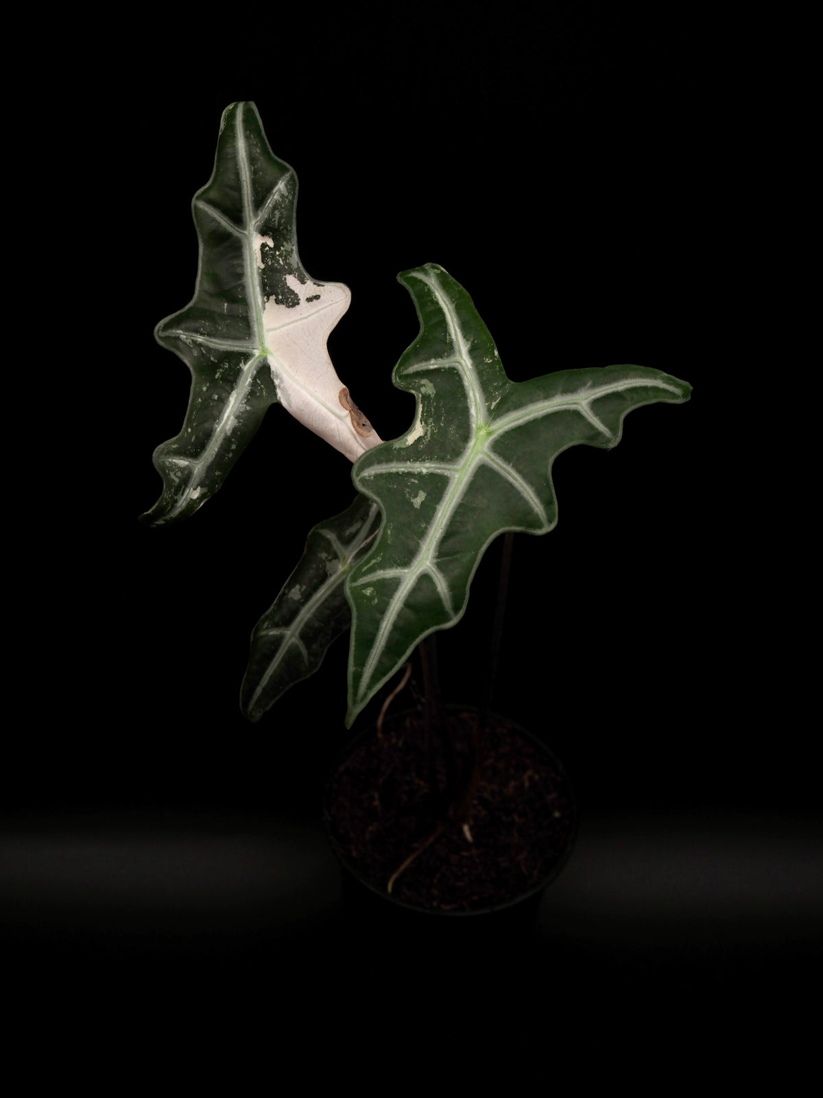 Alocasia Nobilis Rose