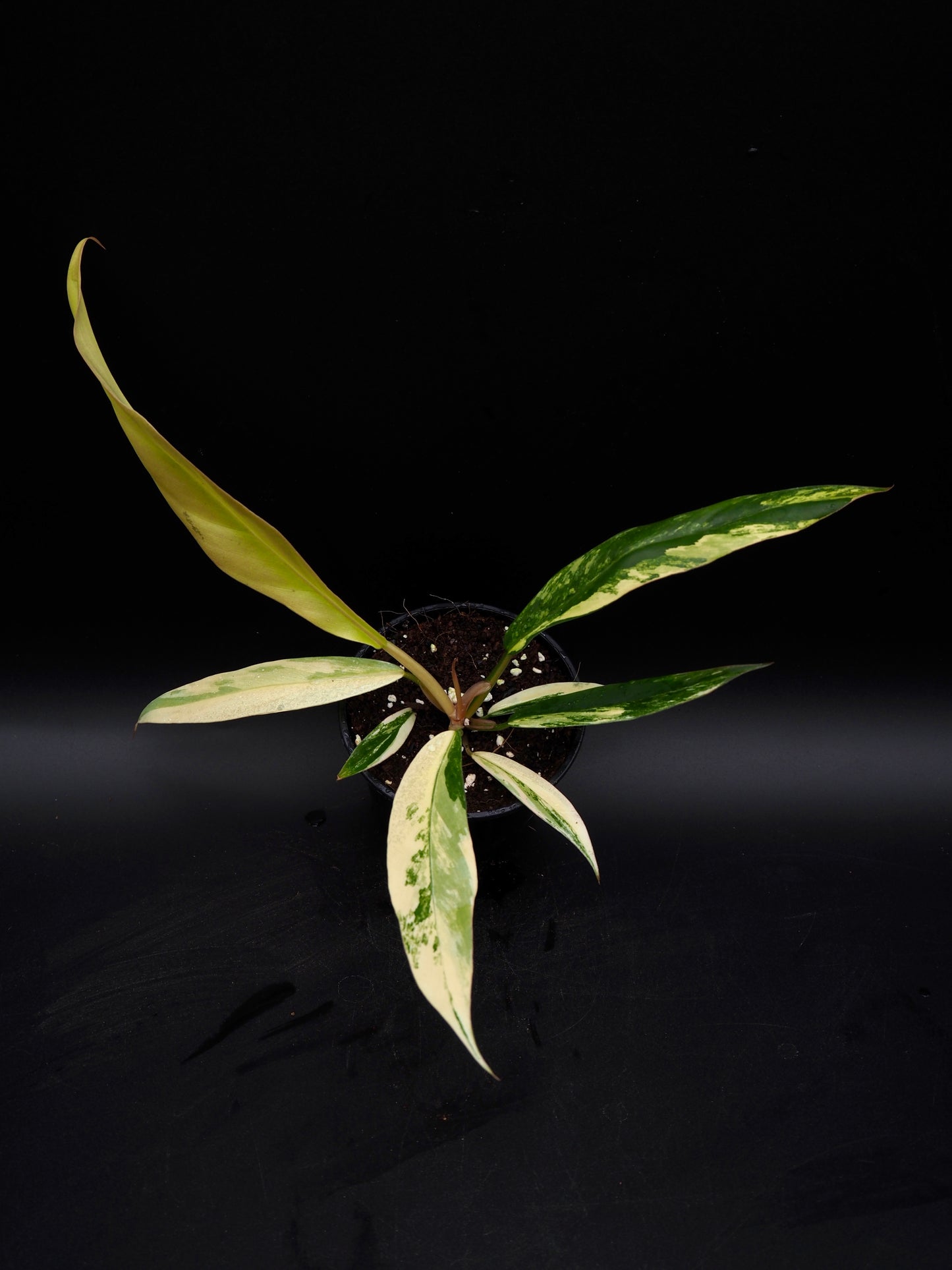 Philodendron Caramel Marble