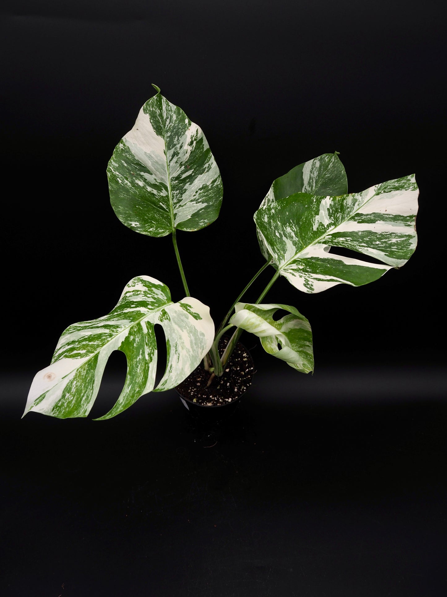 Monstera Borsigiana Albo Variegata