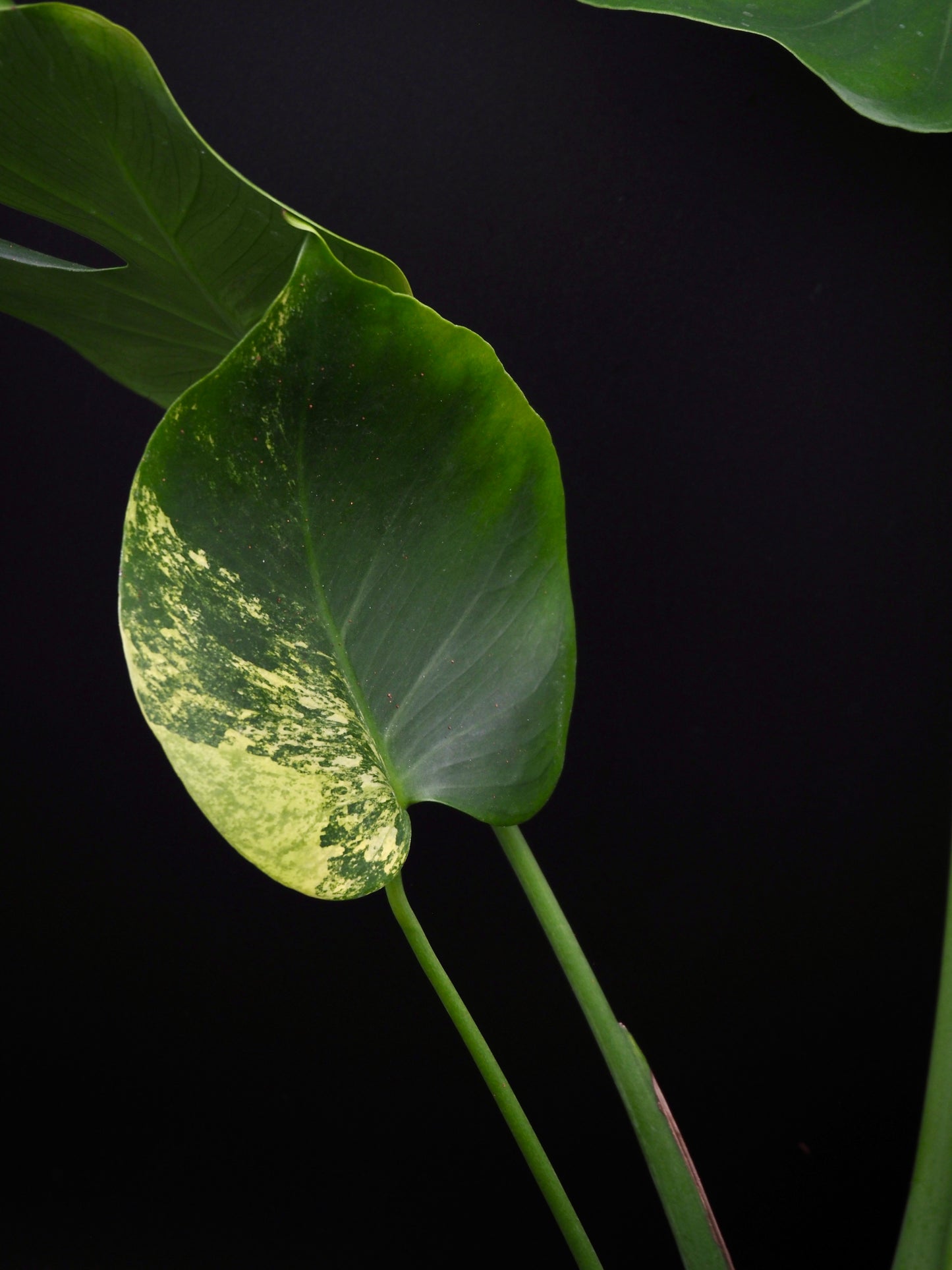 Monstera Lime Mint