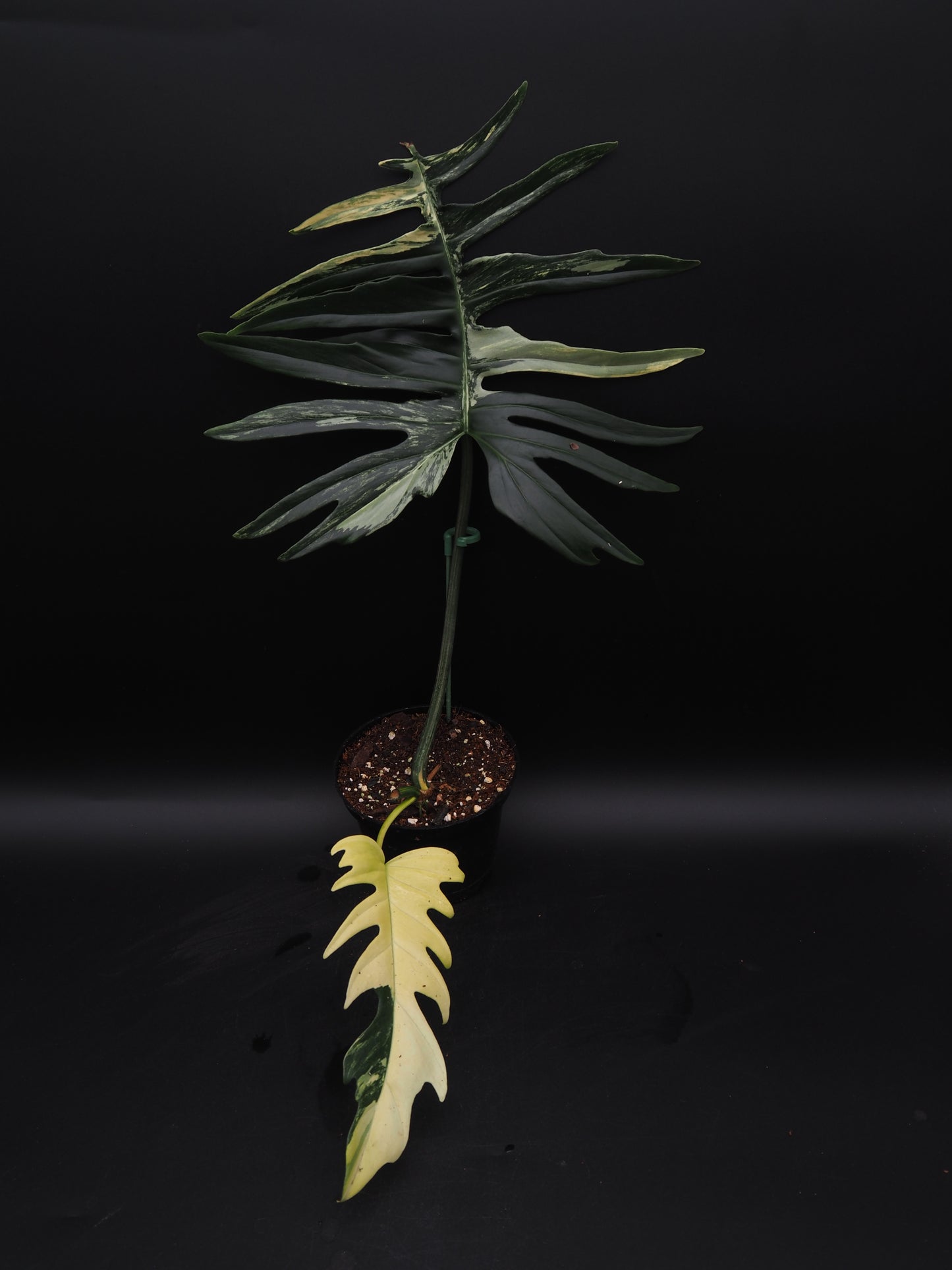 Philodendron Florida Beauty X Tortum