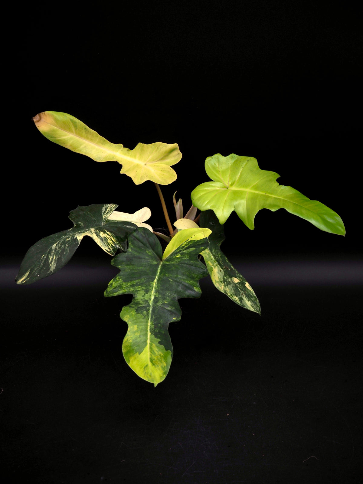 Philodendron Mayoi x Florida Beauty
