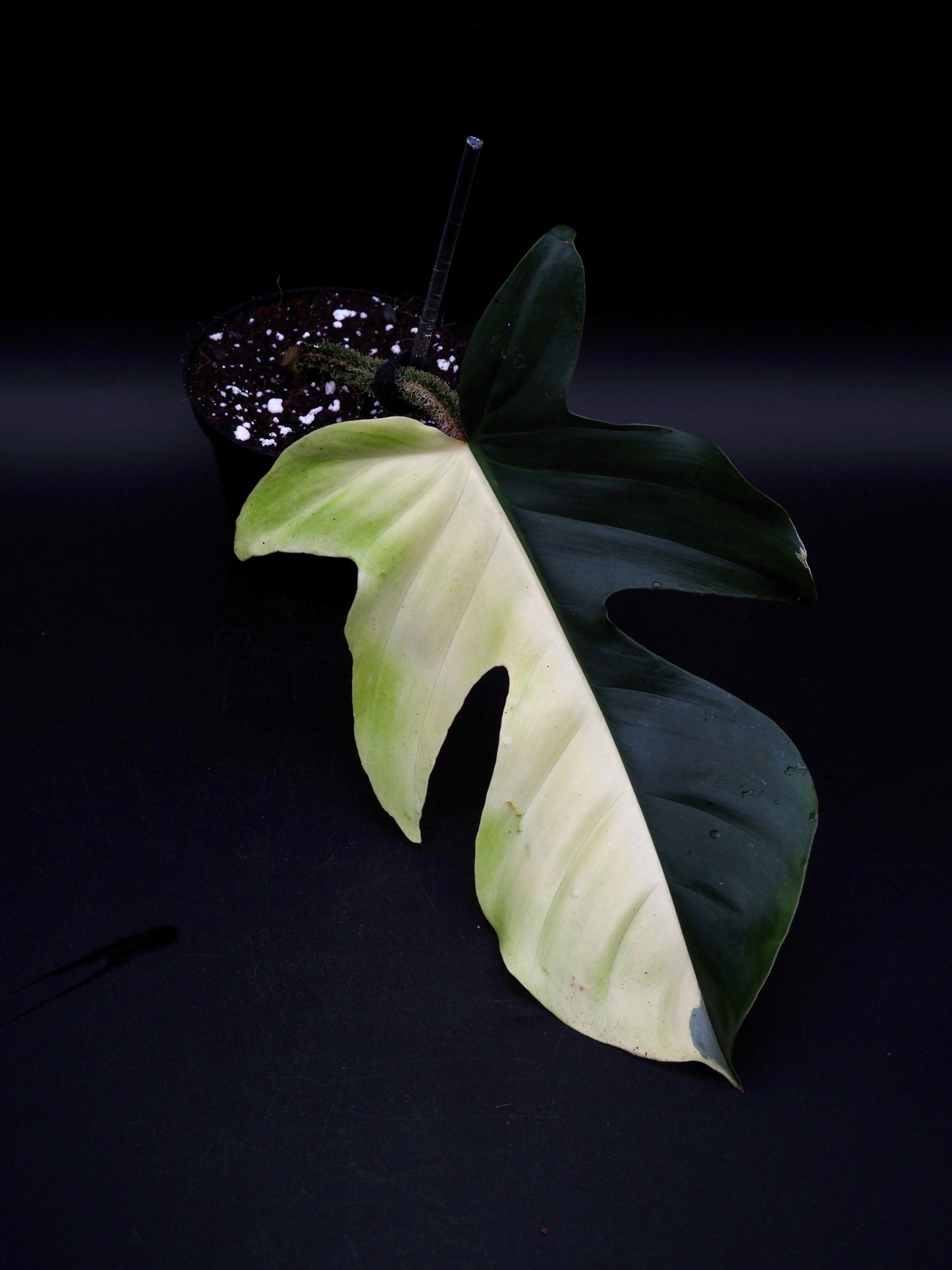 Philodendron Squamiferum Aurea Variegata