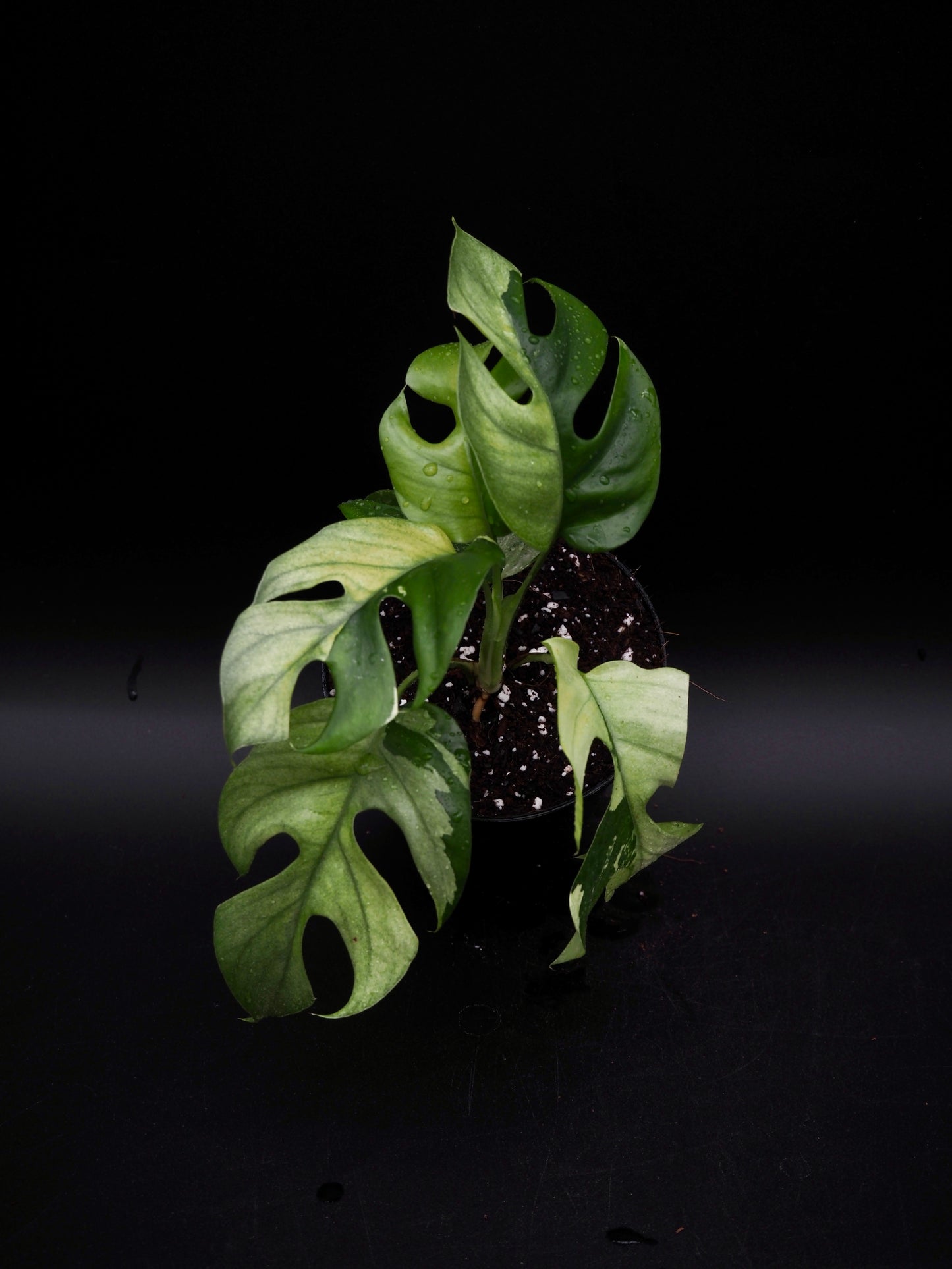 Rhaphidophora Tetrasperma Variegata