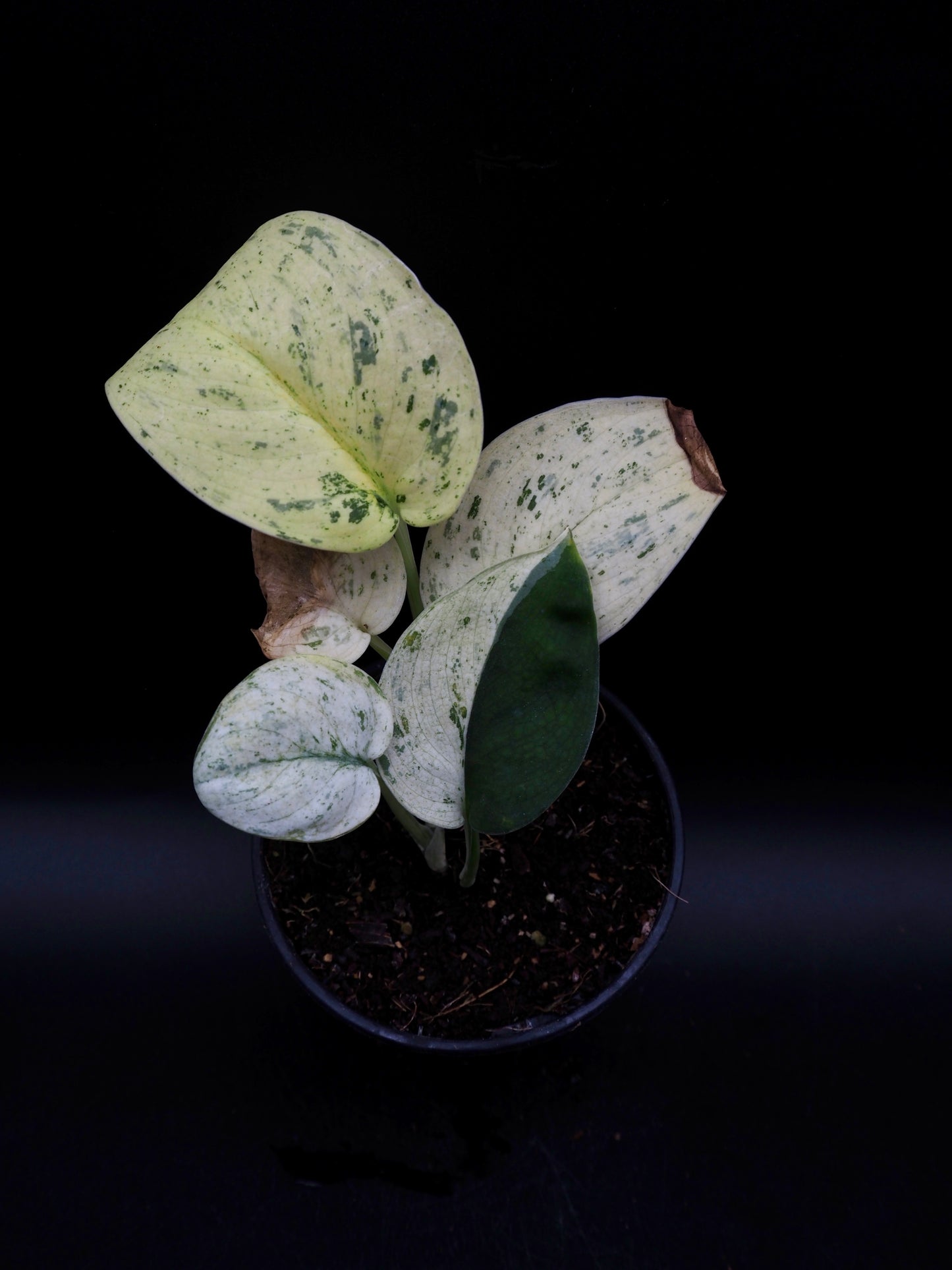 Scindapsus Jade Satin Marble