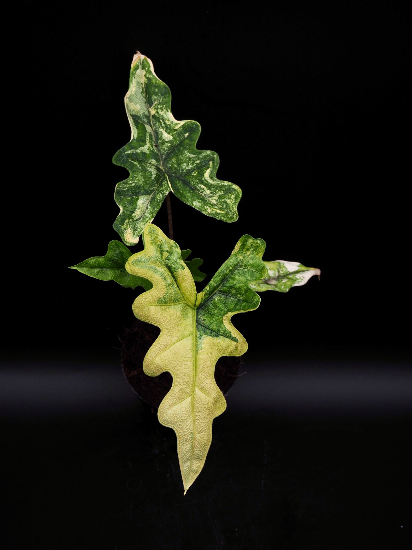 Alocasia Jacklyn Aurea Variegata