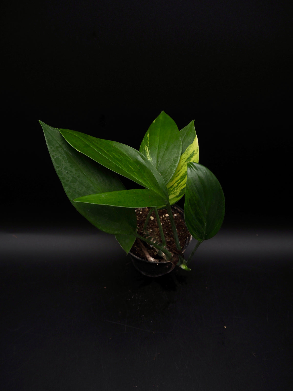 Rhaphidophora Decursiva Aurea Variegata
