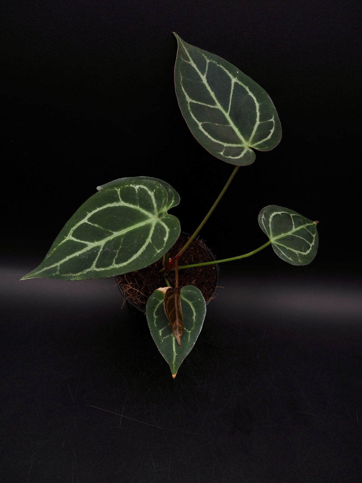 Anthurium Greige x Docblockf2 x self