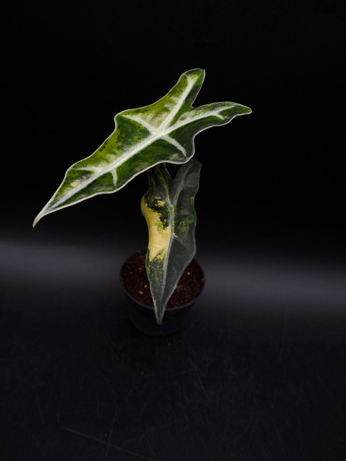 Alocasia Nobilis Aurea