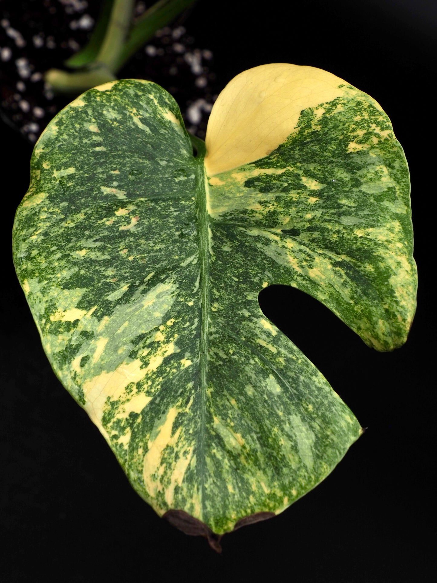 Monstera Thai Constellation Legacy