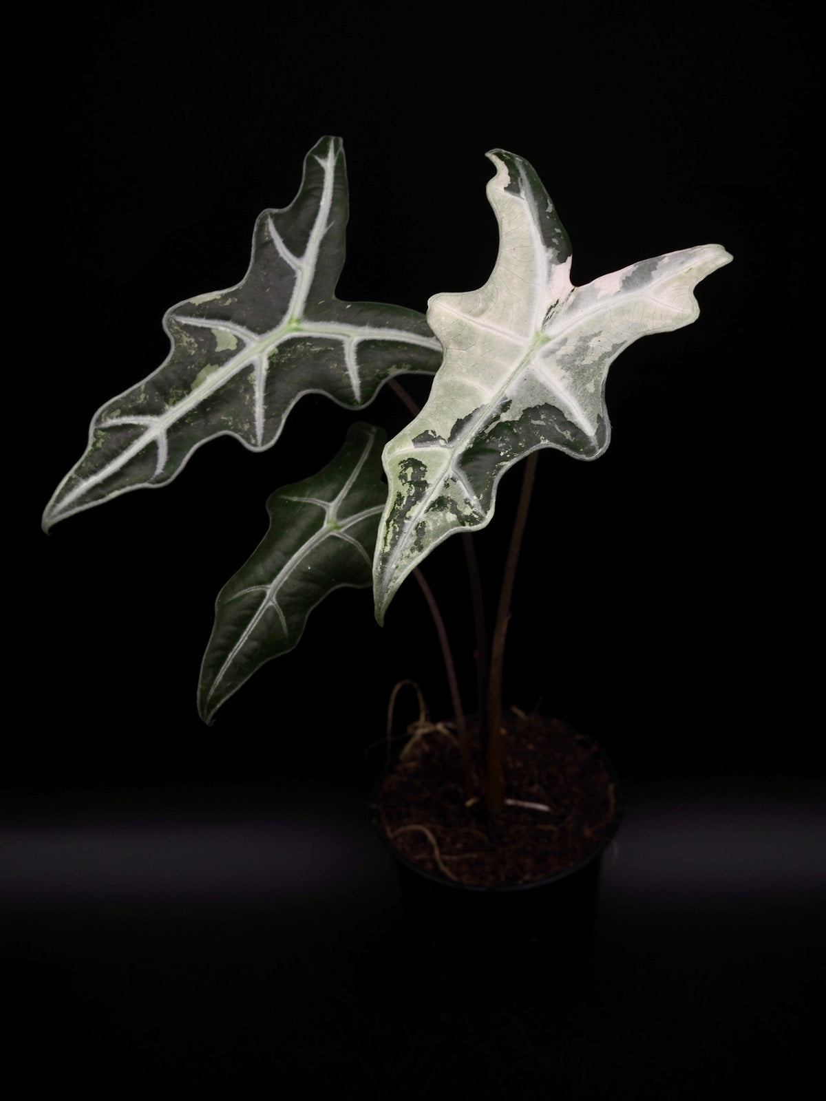 Alocasia Nobilis Rose