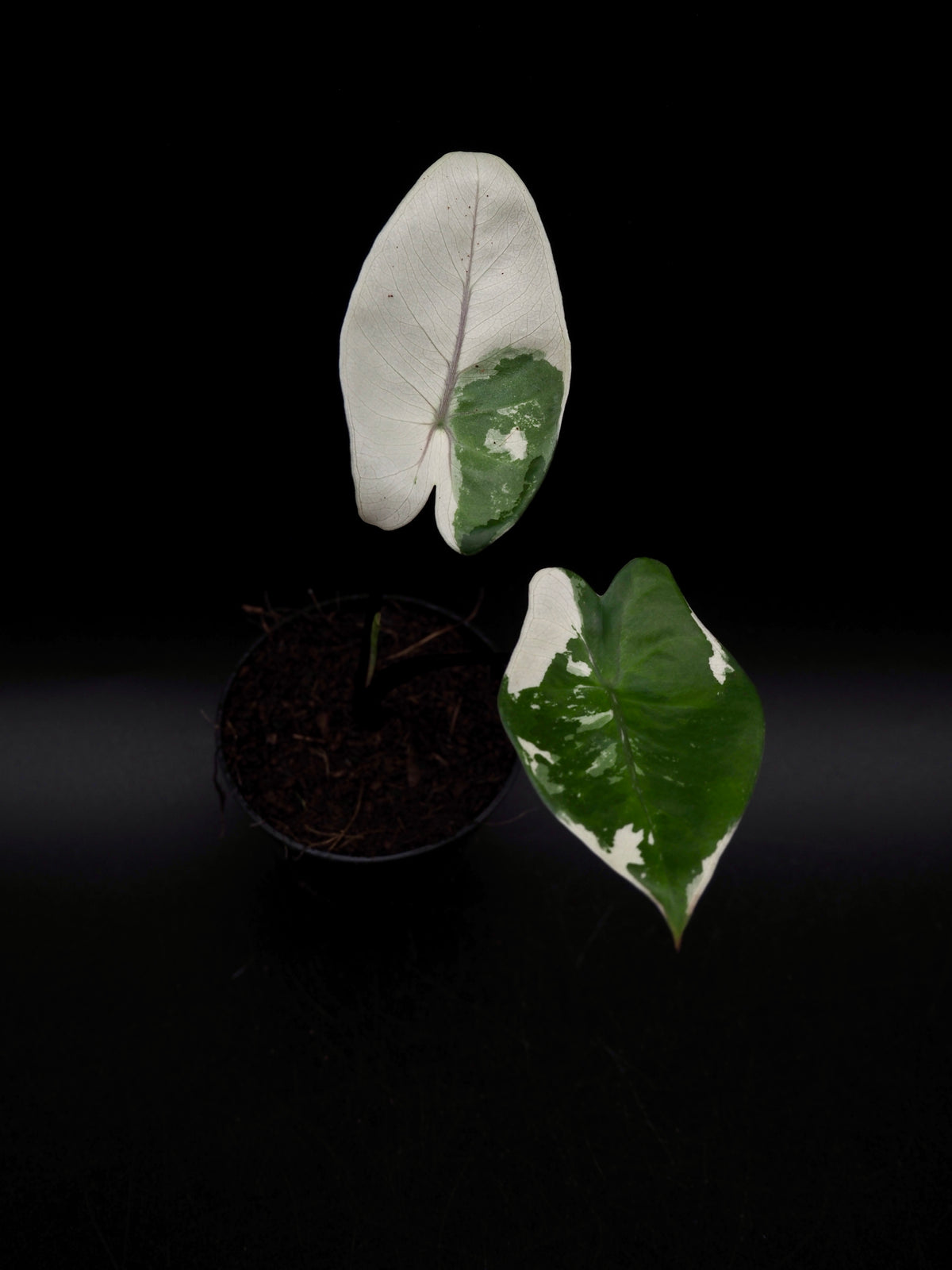 Alocasia Macrorrhiza Black Stem Variegata