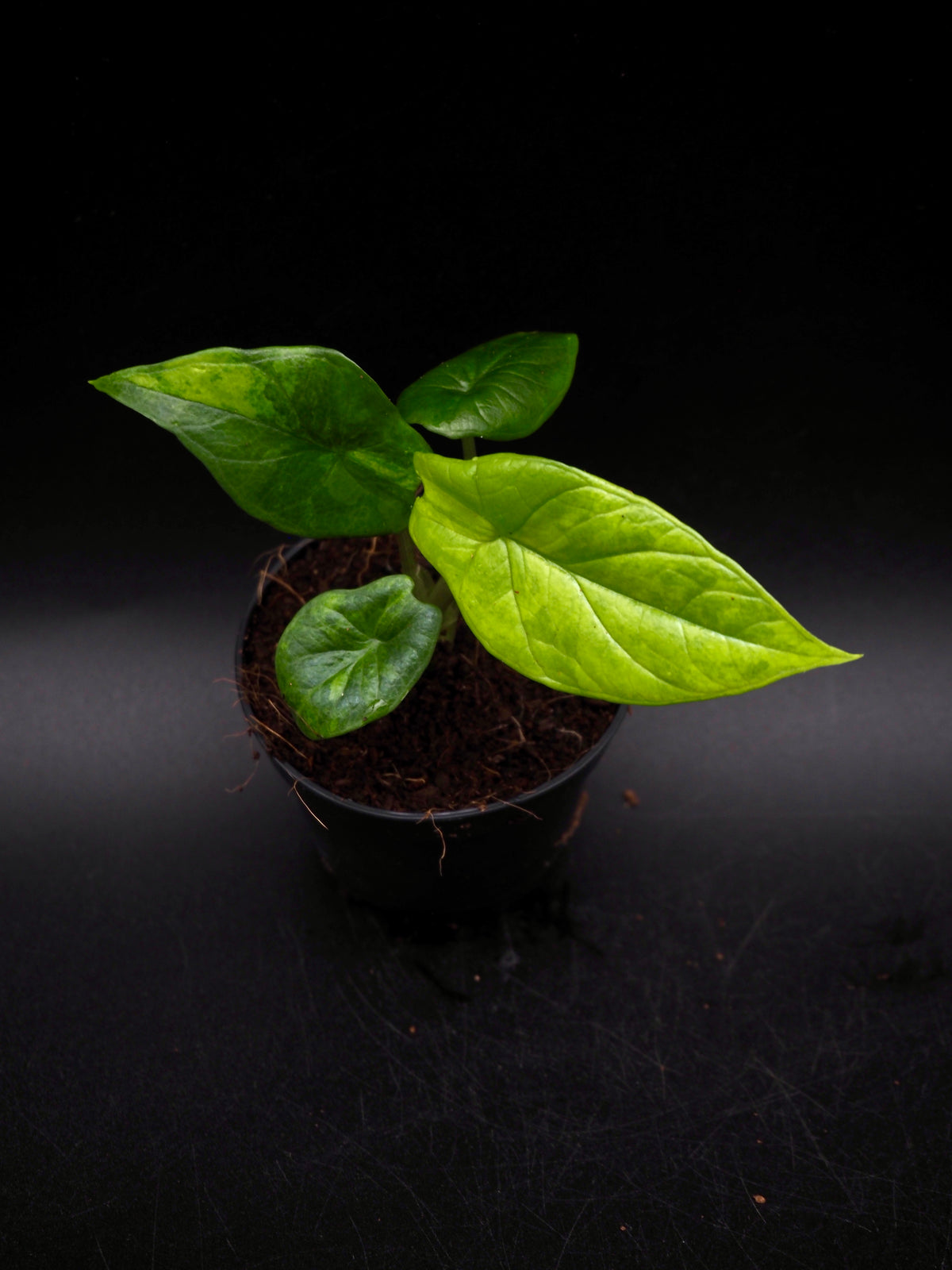 Alocasia Scalprum Aurea