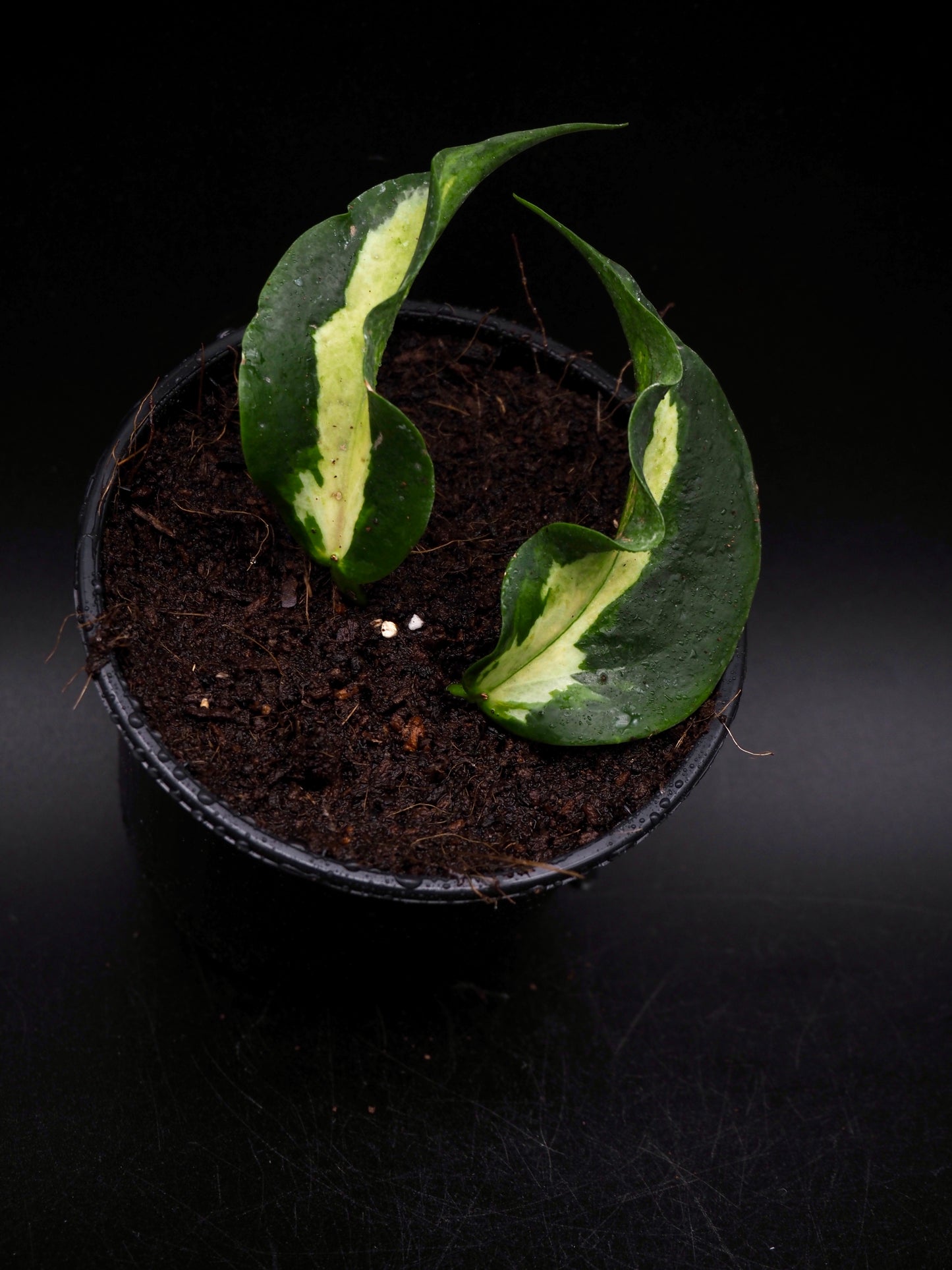Hoya Kenejiana Variegata