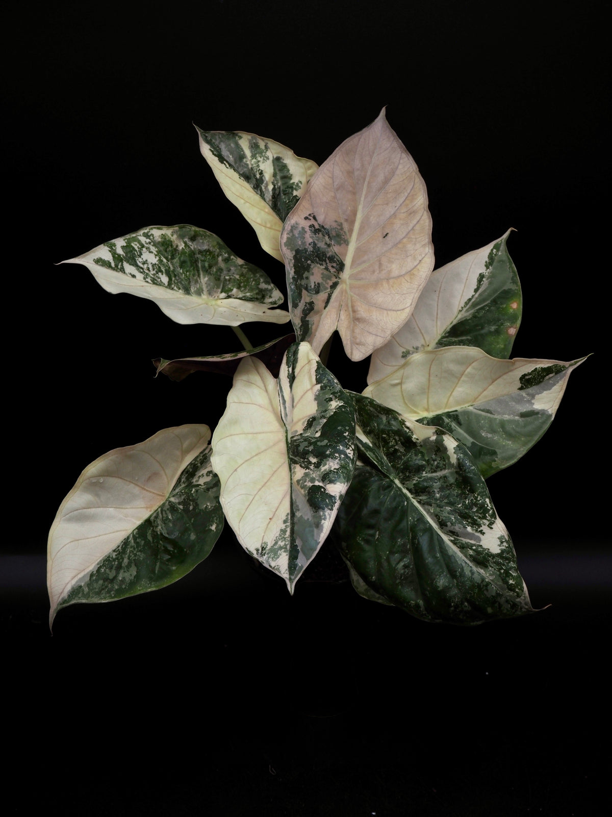 Alocasia Wentii Albo/Pink