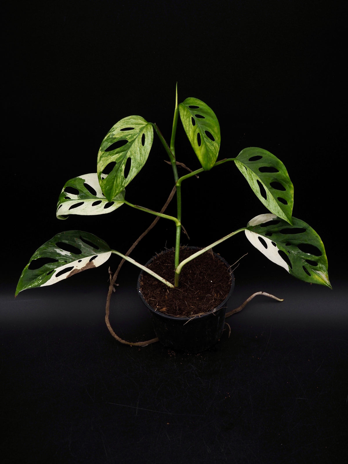 Monstera Laniata Albo Variegata