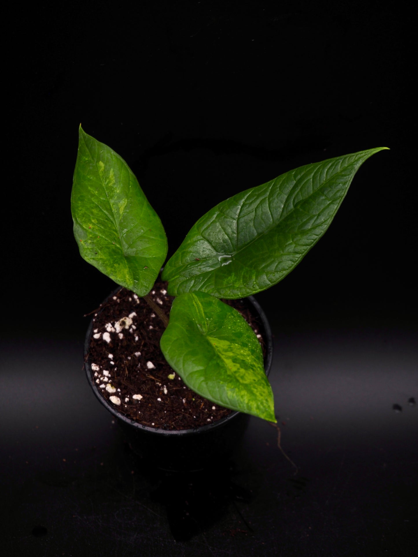 Alocasia Scalprum Aurea