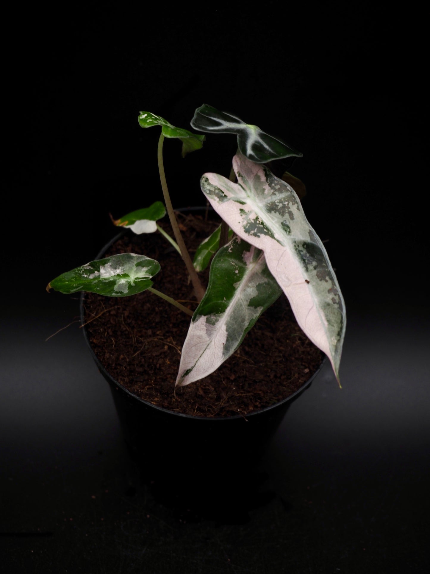 Alocasia Bambino Rose Variegata