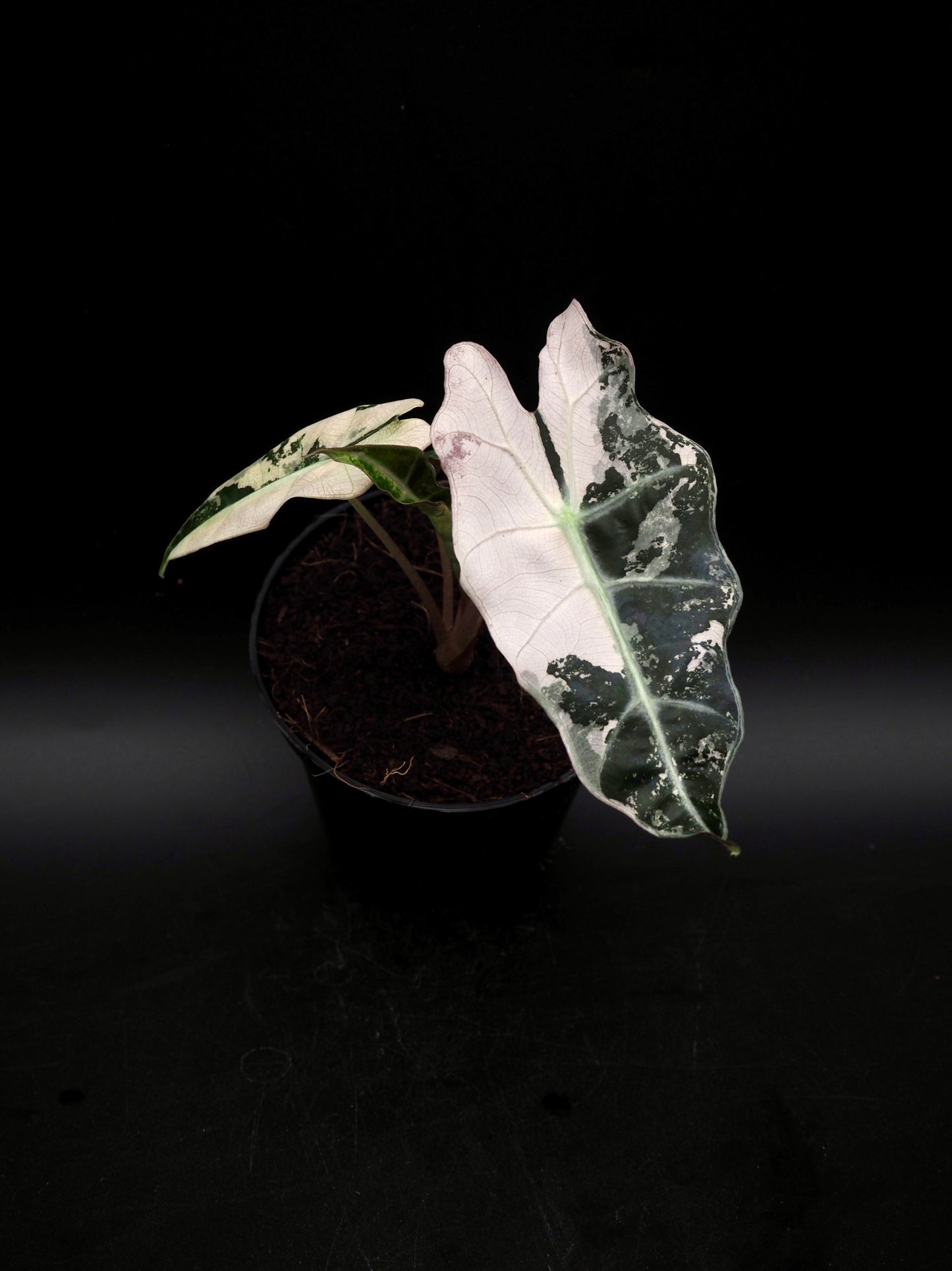 Alocasia Polly Pink Variegata