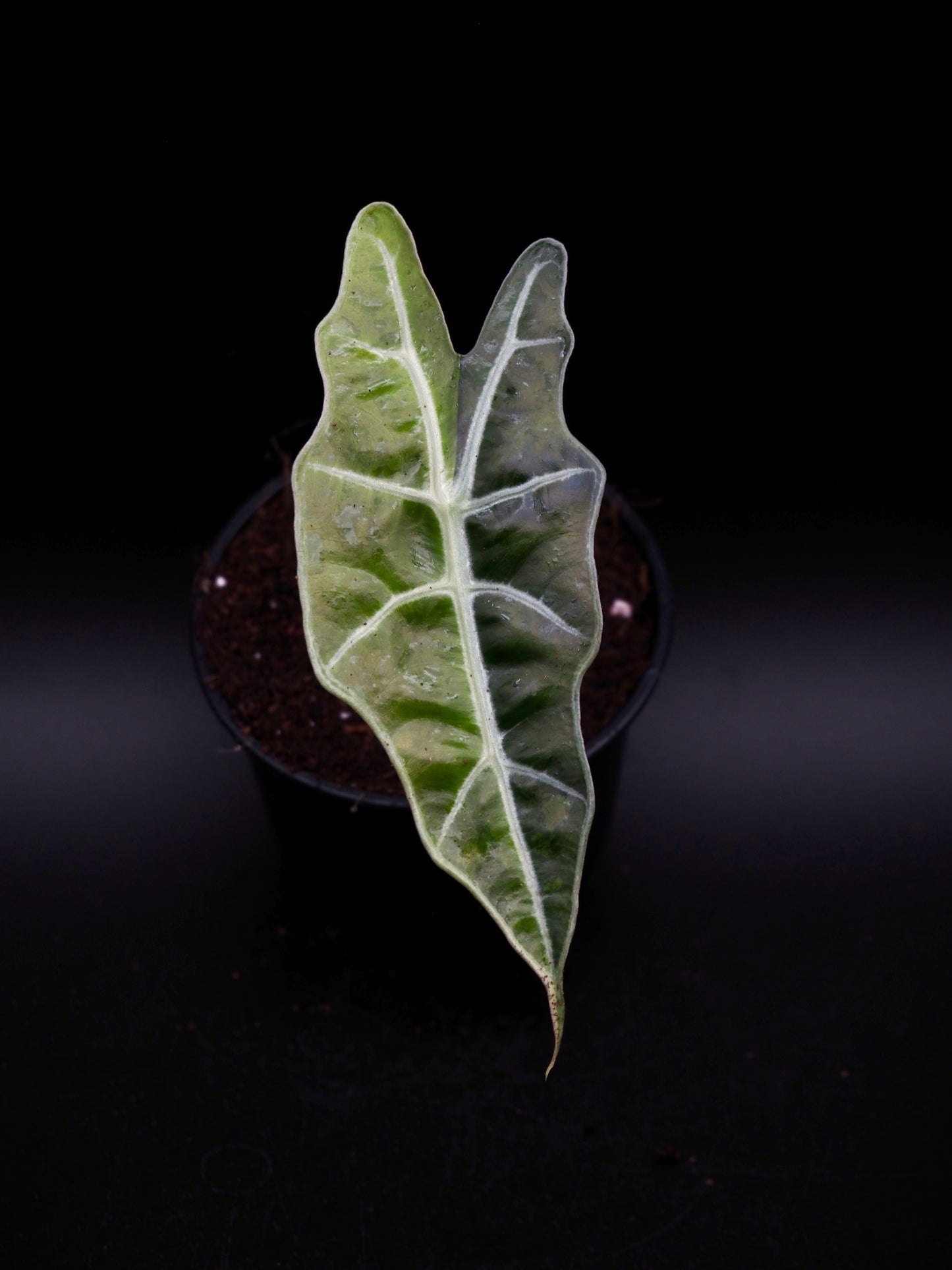 Alocasia Sanderiana Bull Aurea