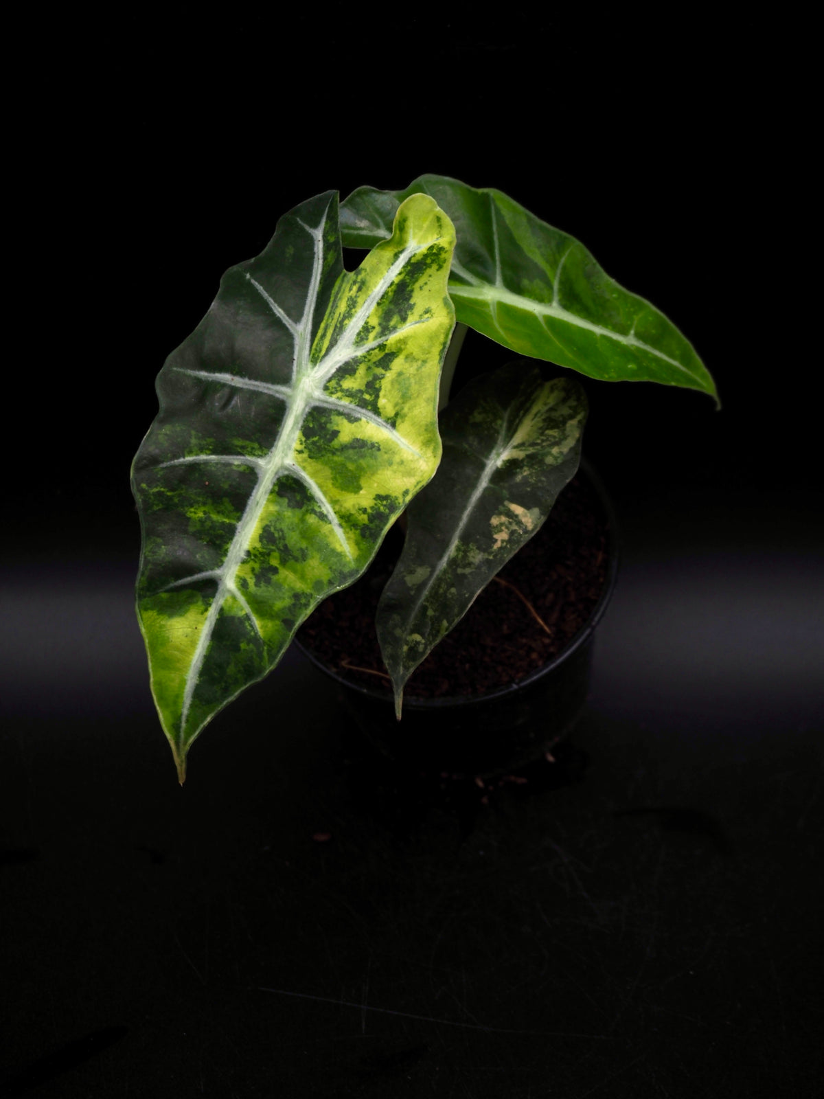Alocasia Polly Aurea