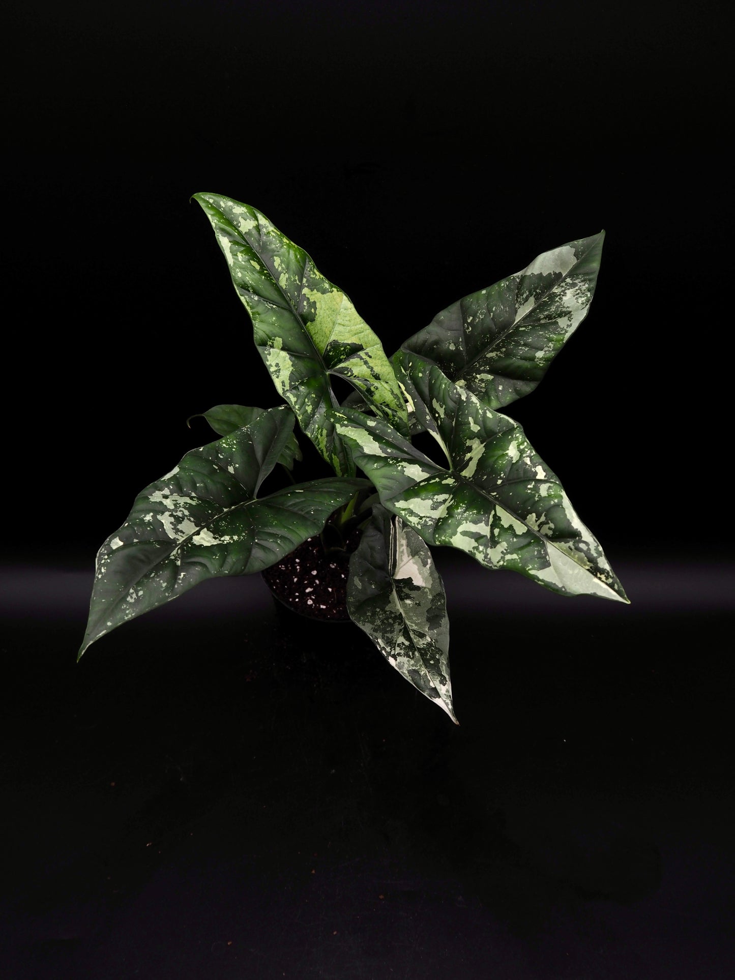 Alocasia Simpo Albo